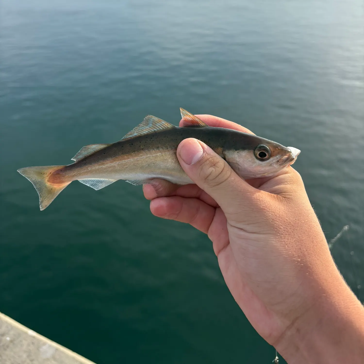 The most recent Atlantic pollock catches on Fishbrain