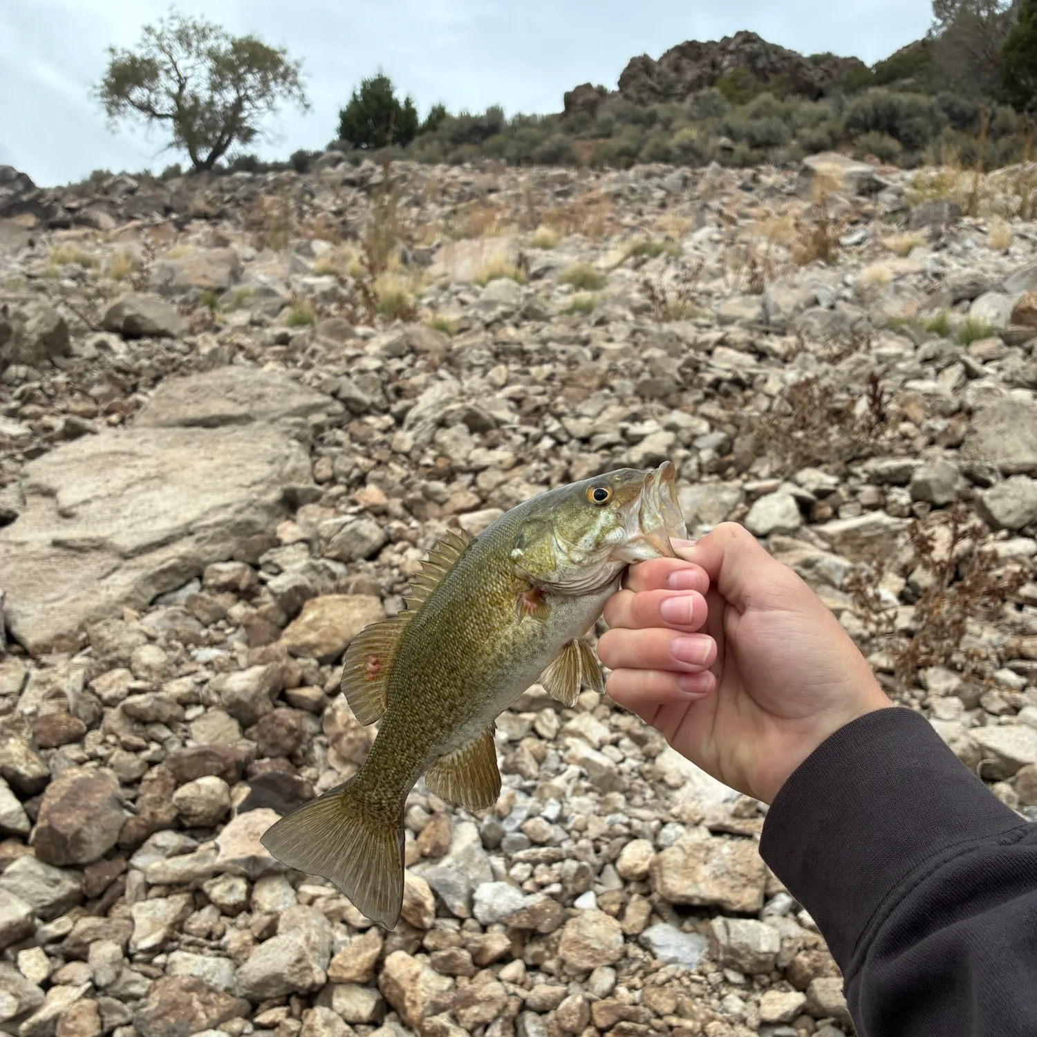 Smallmouth bass caught on Fishbrain