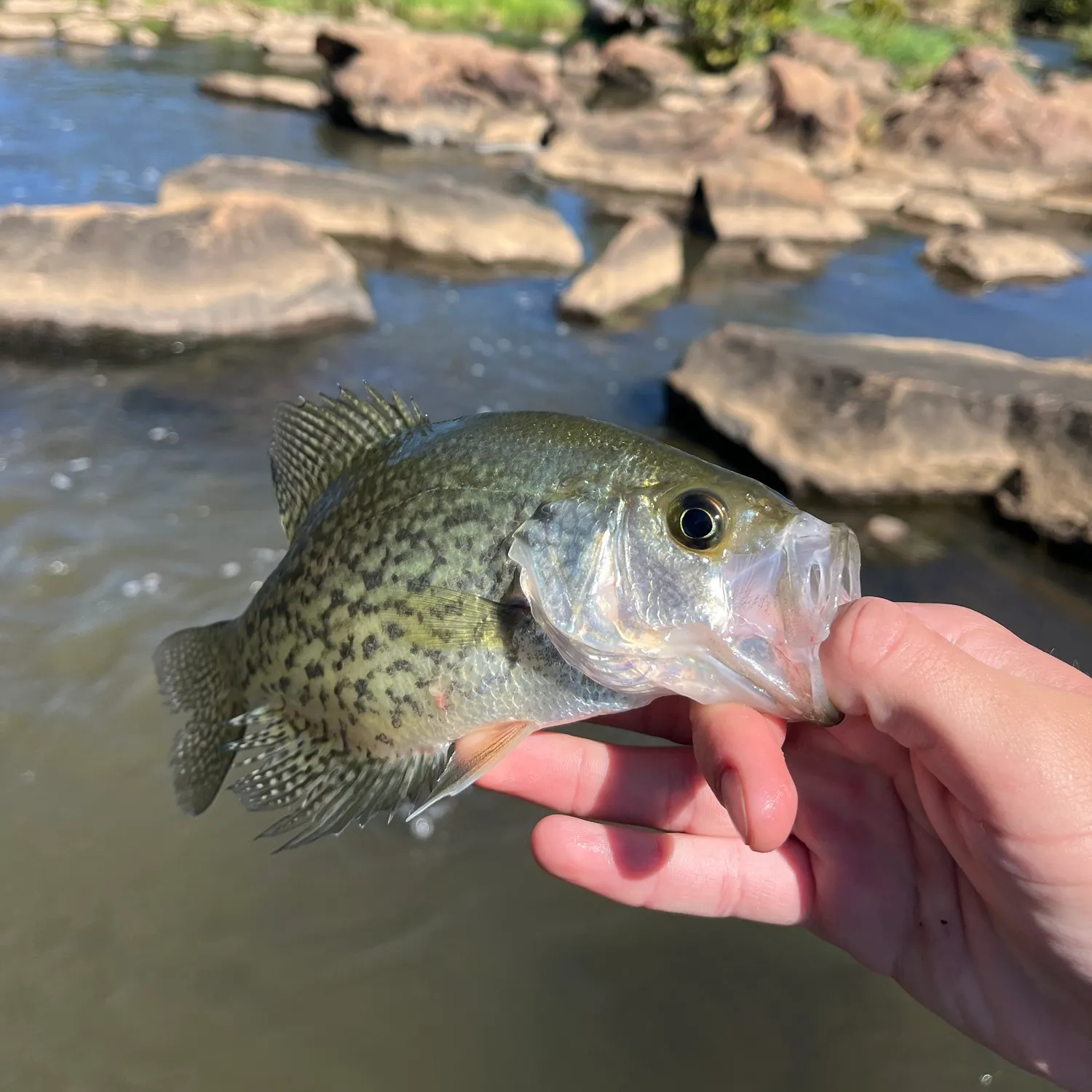 Black crappie caught on Fishbrain