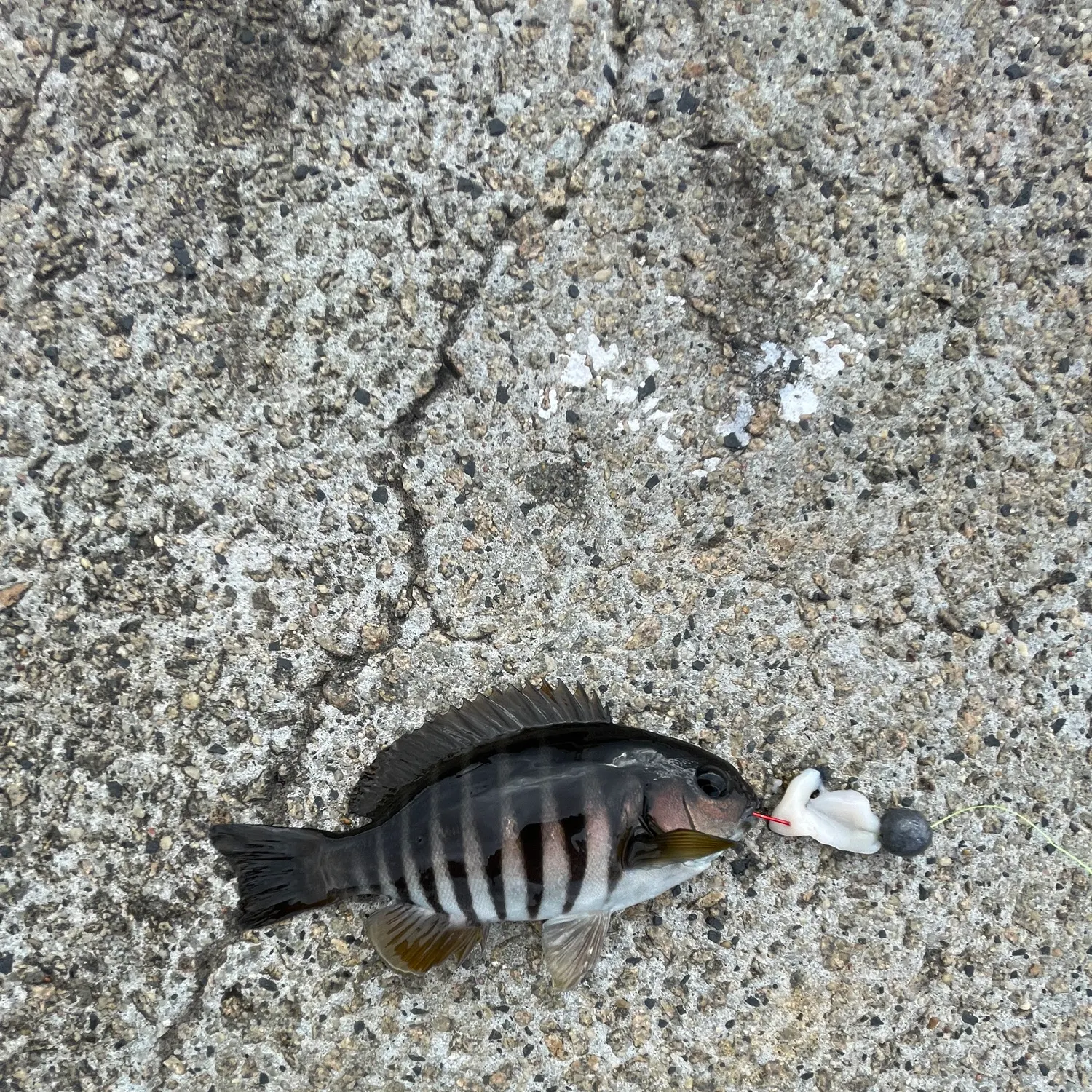 The most recent Zebra fish catches on Fishbrain