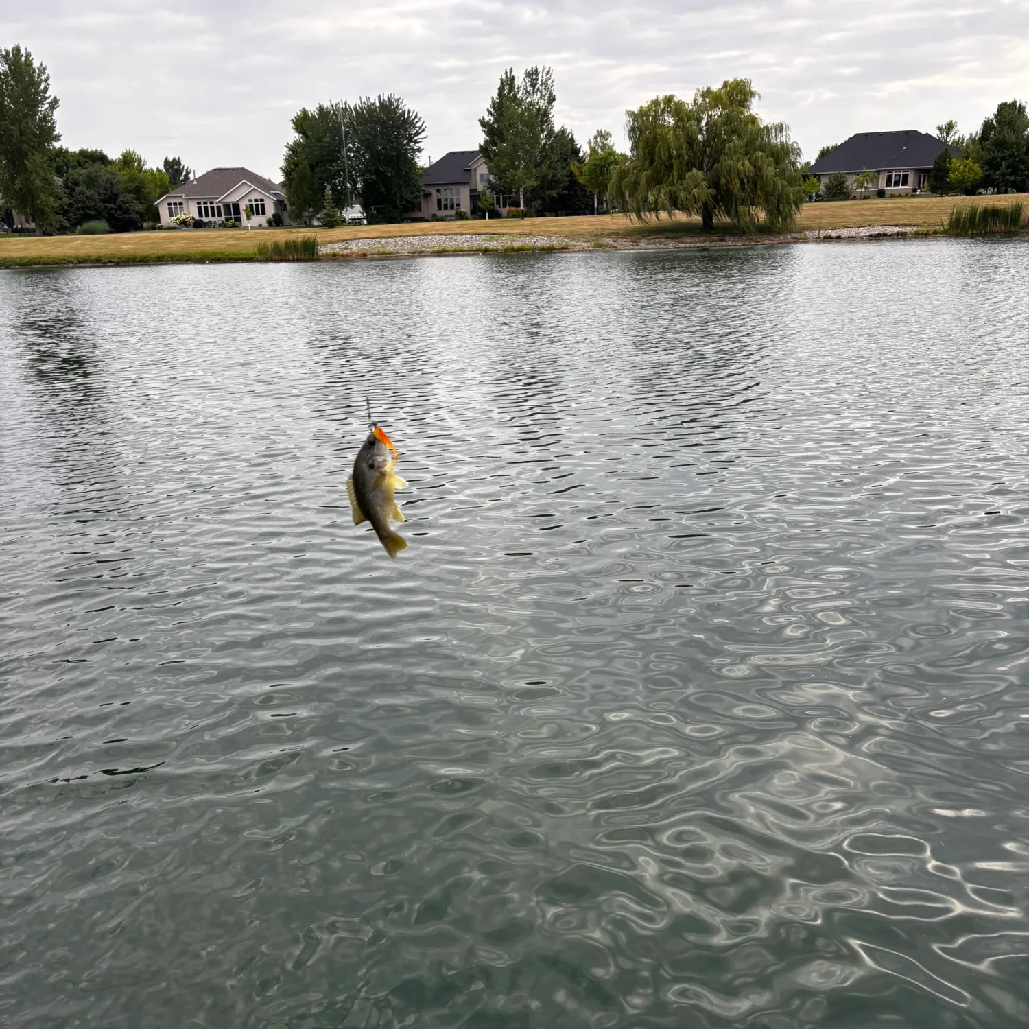 Bluegill caught on Fishbrain