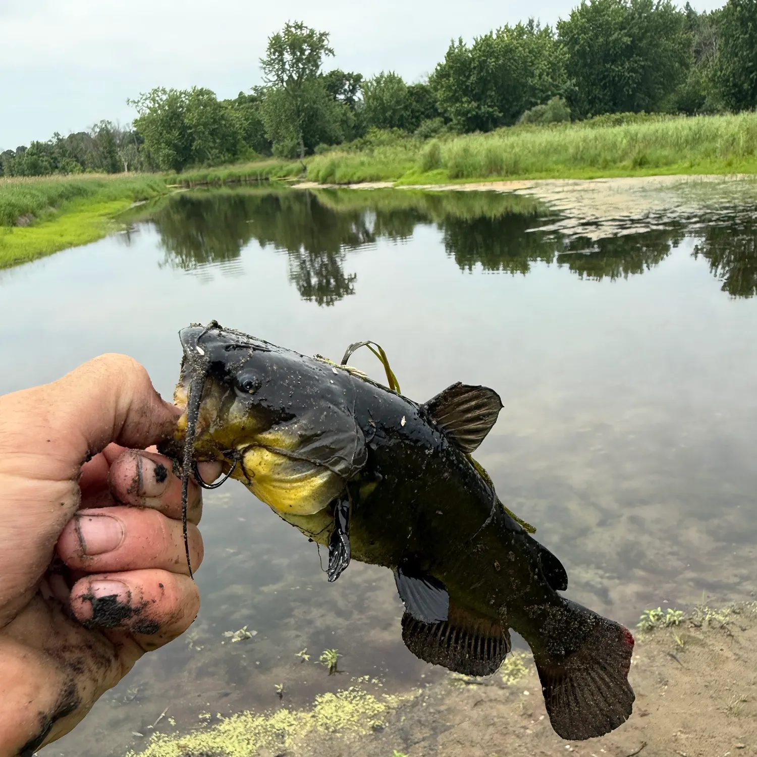 Black bullhead caught on Fishbrain