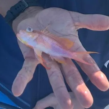 The most recent Swallowtail seaperch catches on Fishbrain