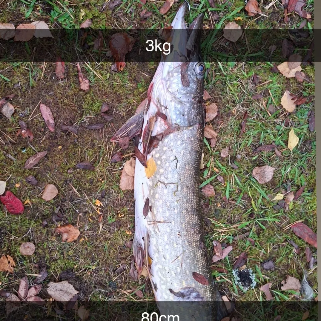 Northern pike caught on Fishbrain
