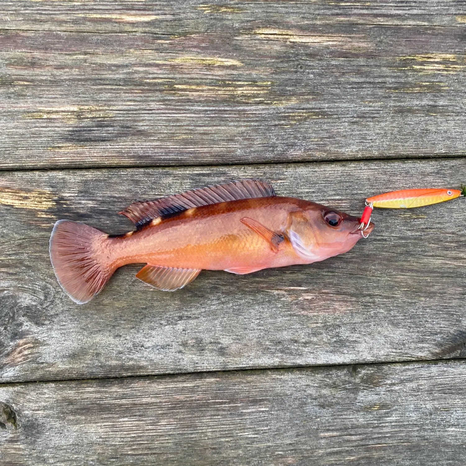 Fish caught on Fishbrain