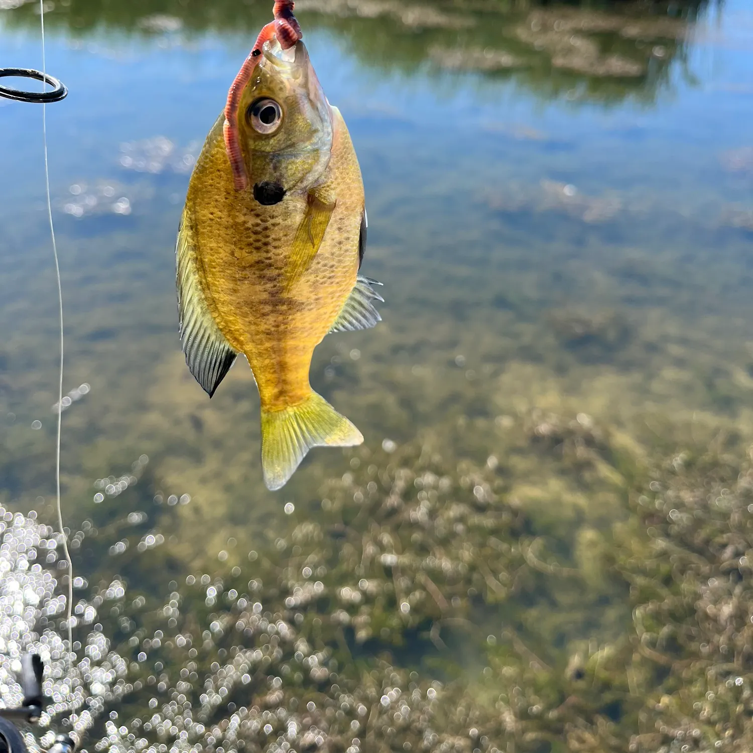 Bluegill caught on Fishbrain