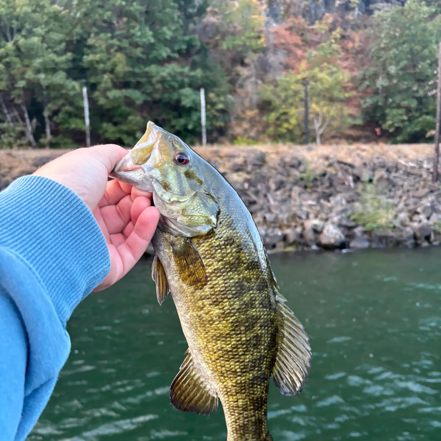Smallmouth bass caught on Fishbrain