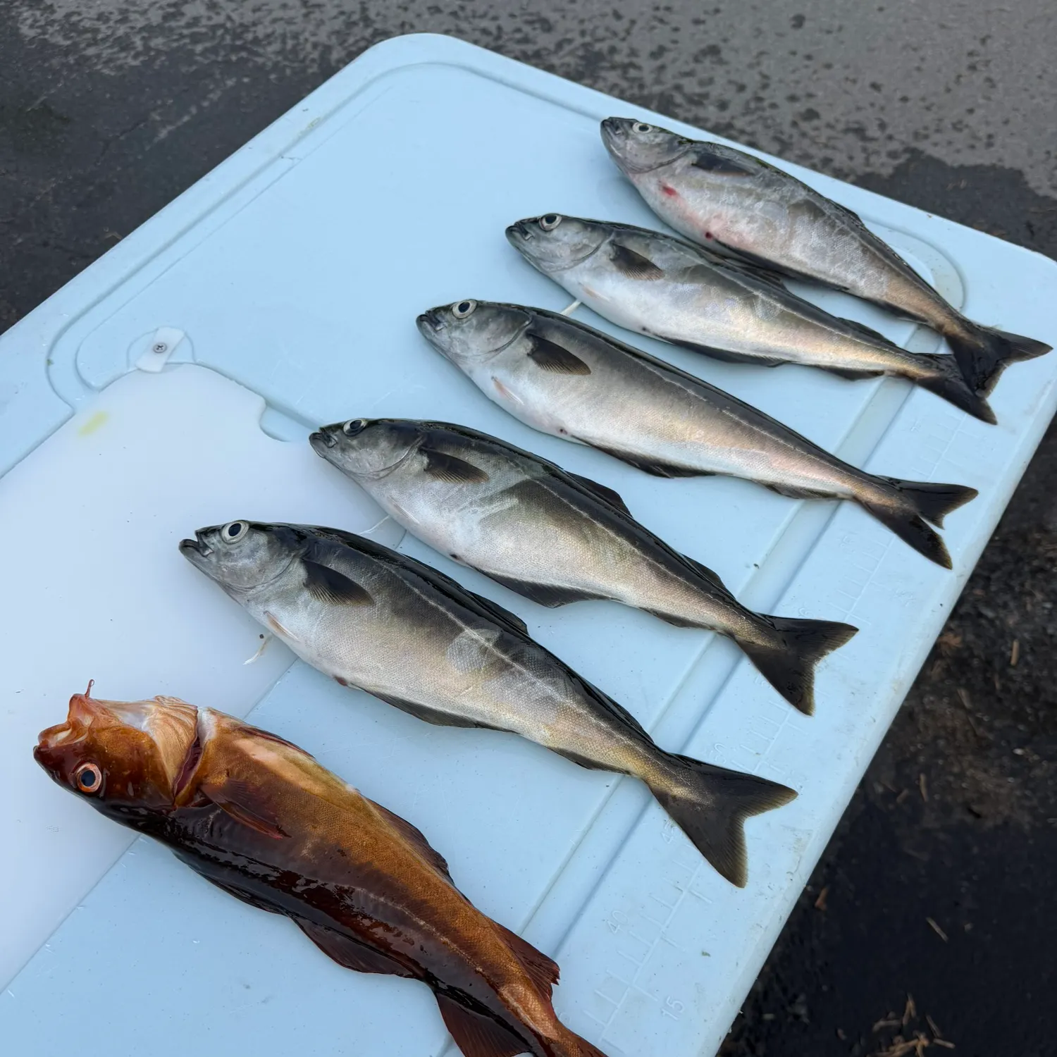 recently logged catches