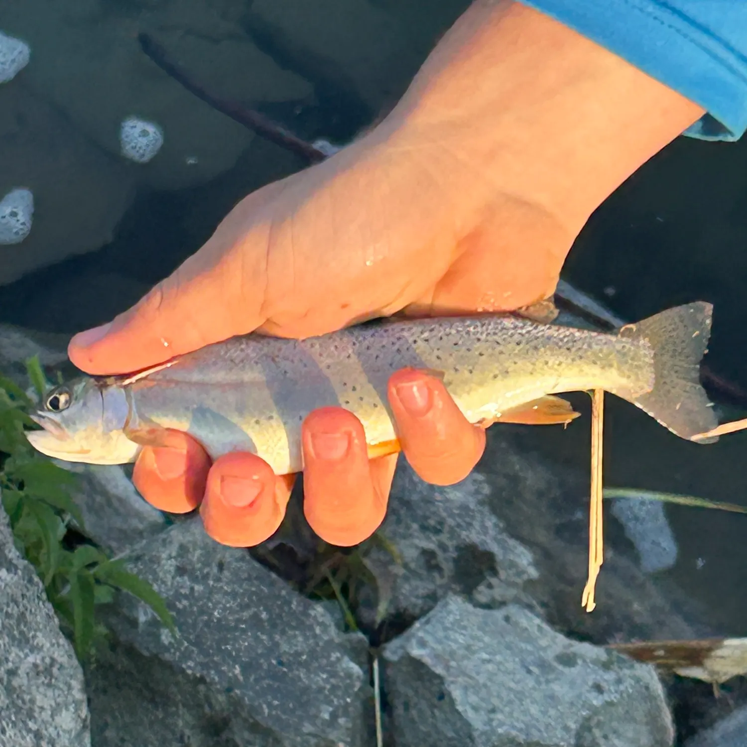 The most recent Snake River fine-spotted cutthroat trout catches on Fishbrain