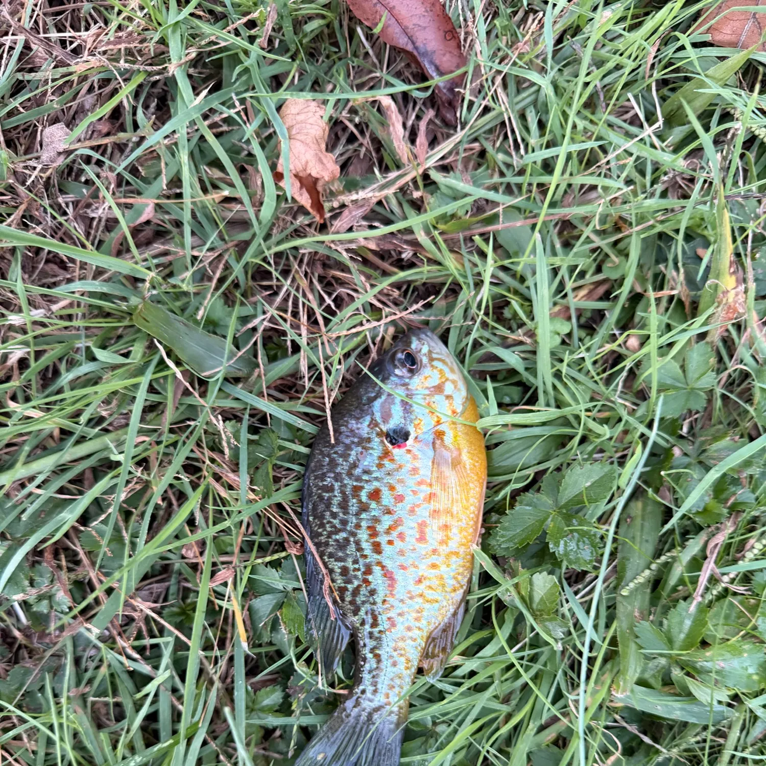 Pumpkinseed caught on Fishbrain
