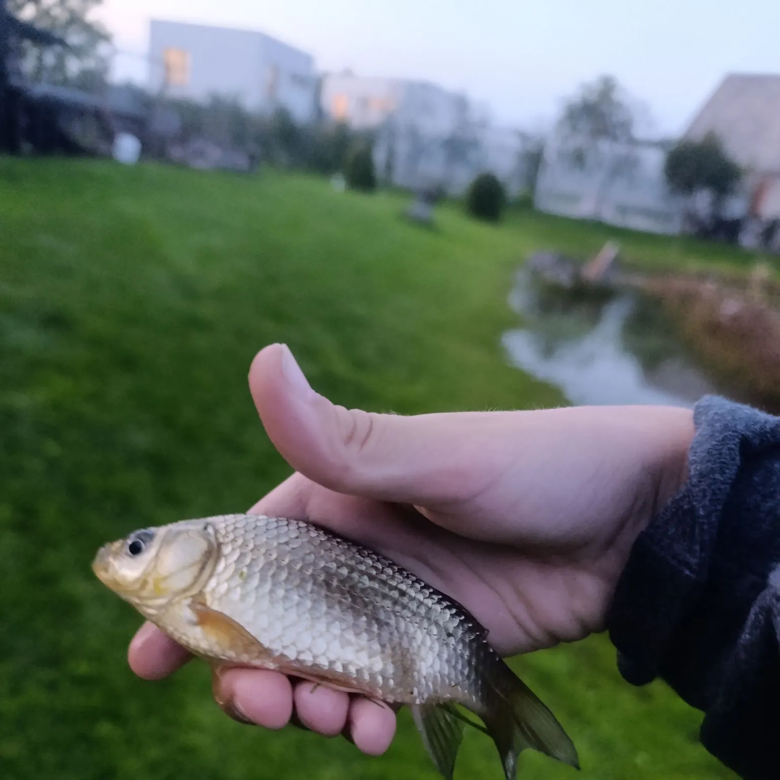 European chub caught on Fishbrain
