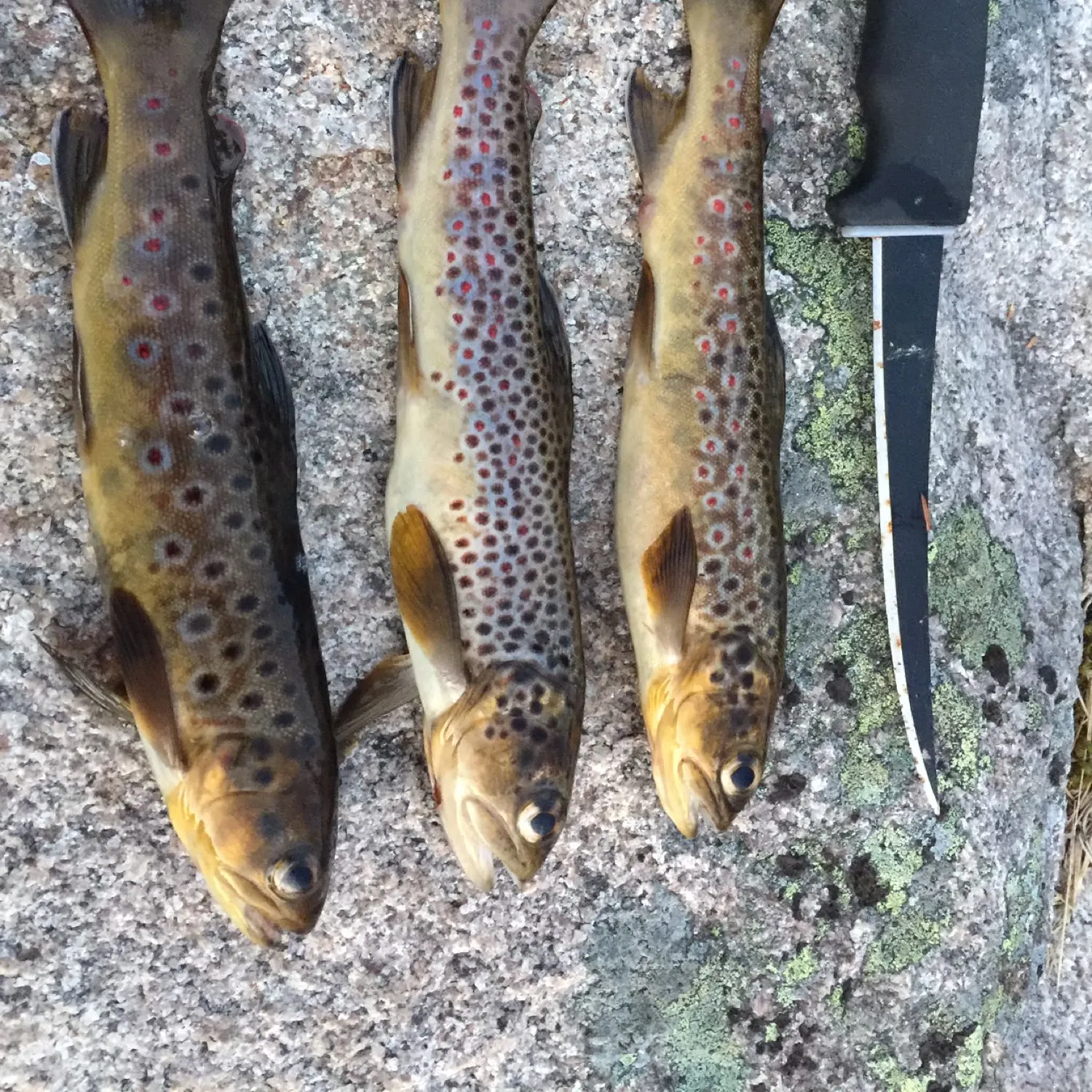 recently logged catches