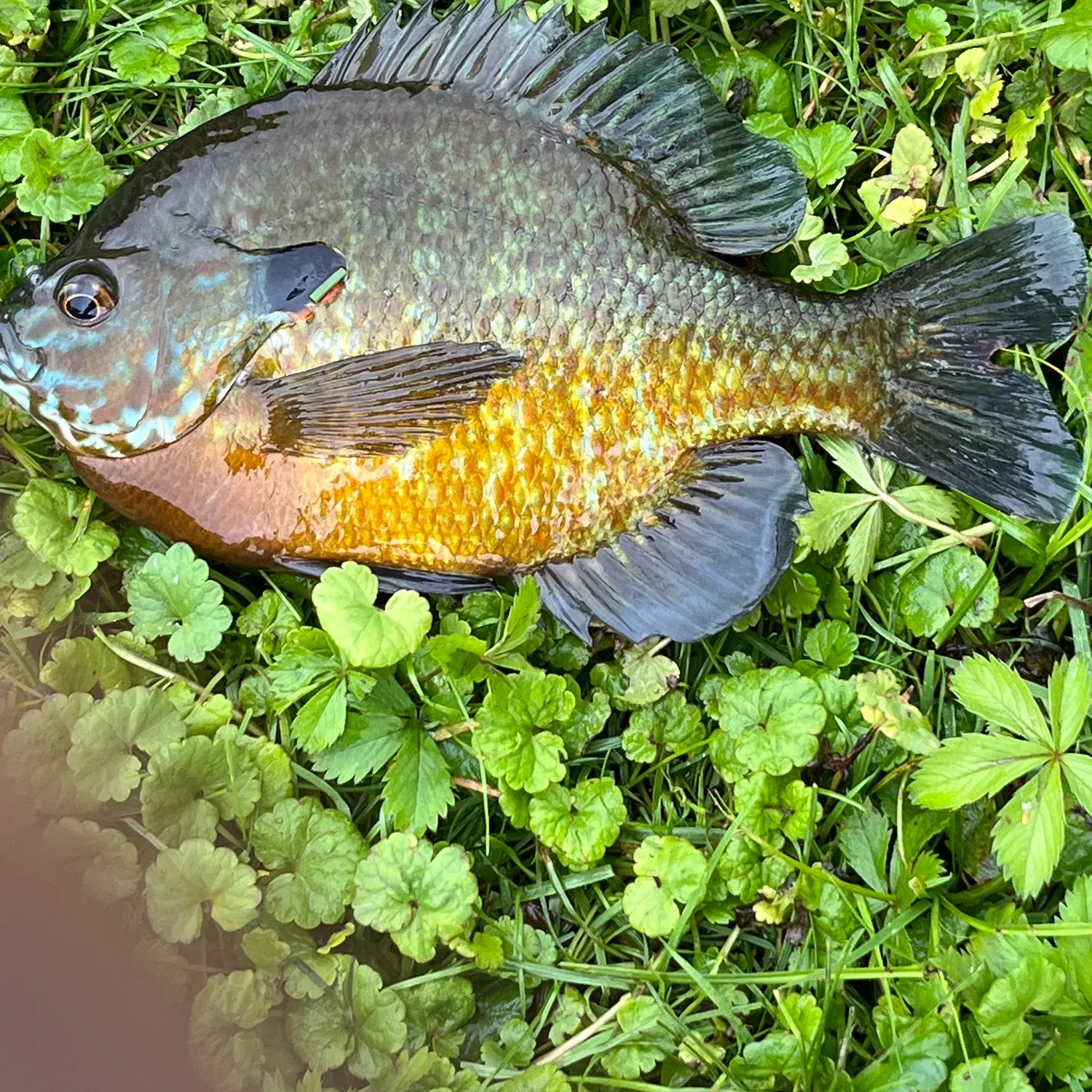 angler catch