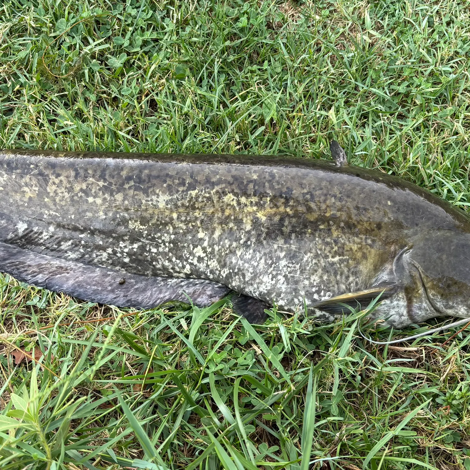 Wels catfish caught on Fishbrain