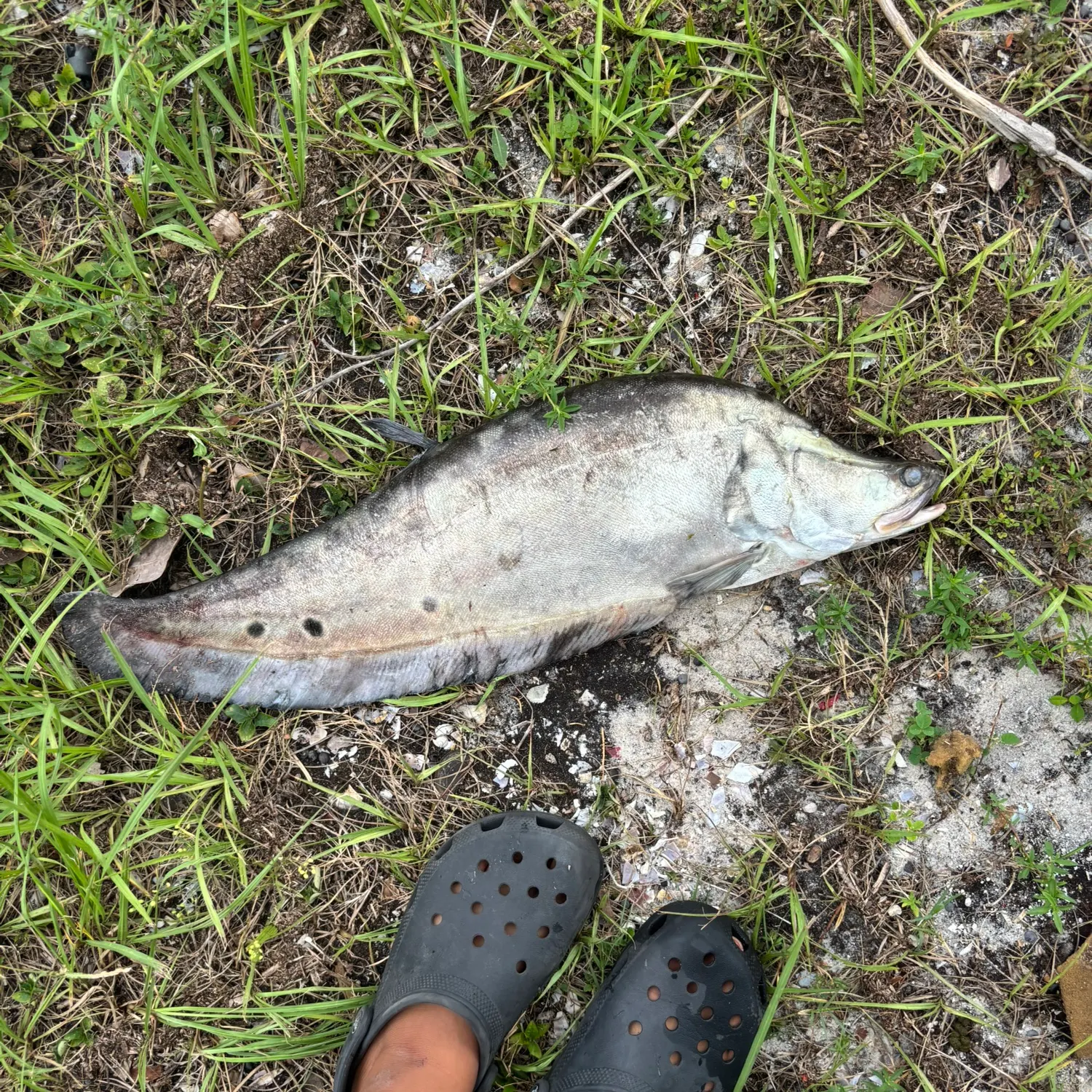 Clown knifefish caught on Fishbrain