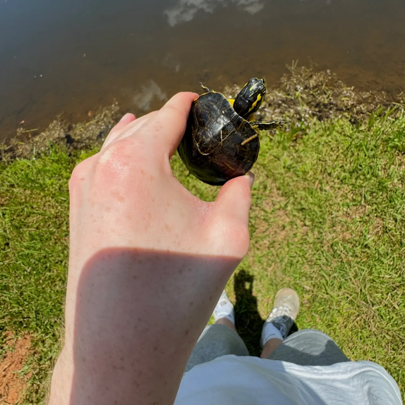 The most recent Australian swamp eel catches on Fishbrain