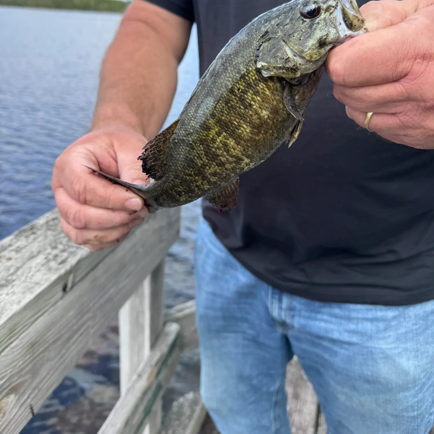 Smallmouth bass caught on Fishbrain