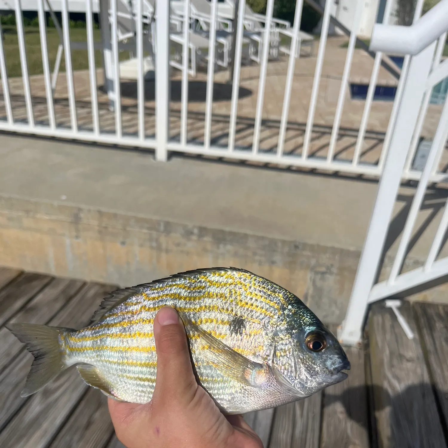 The most recent Western Atlantic seabream catches on Fishbrain