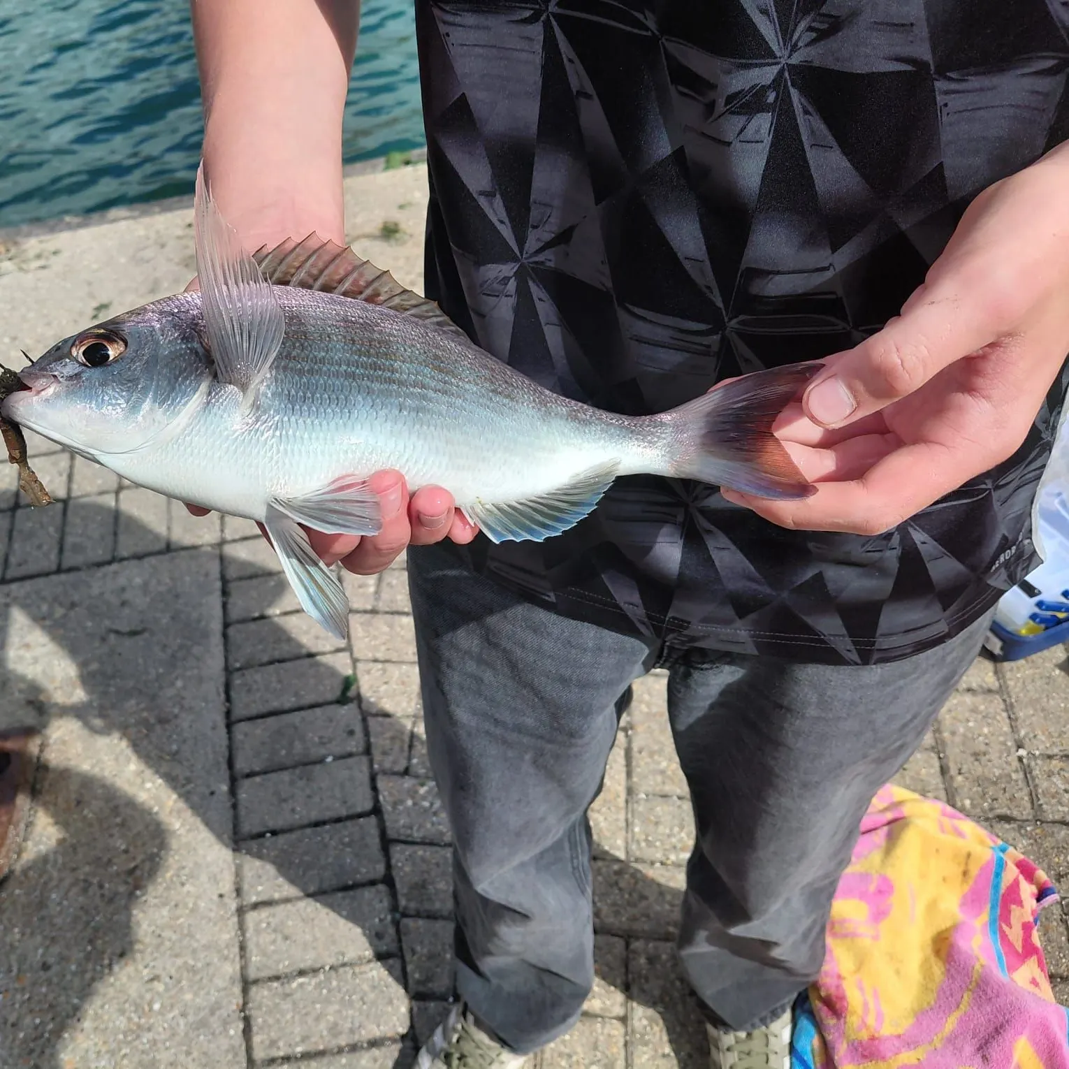 Black seabream caught on Fishbrain