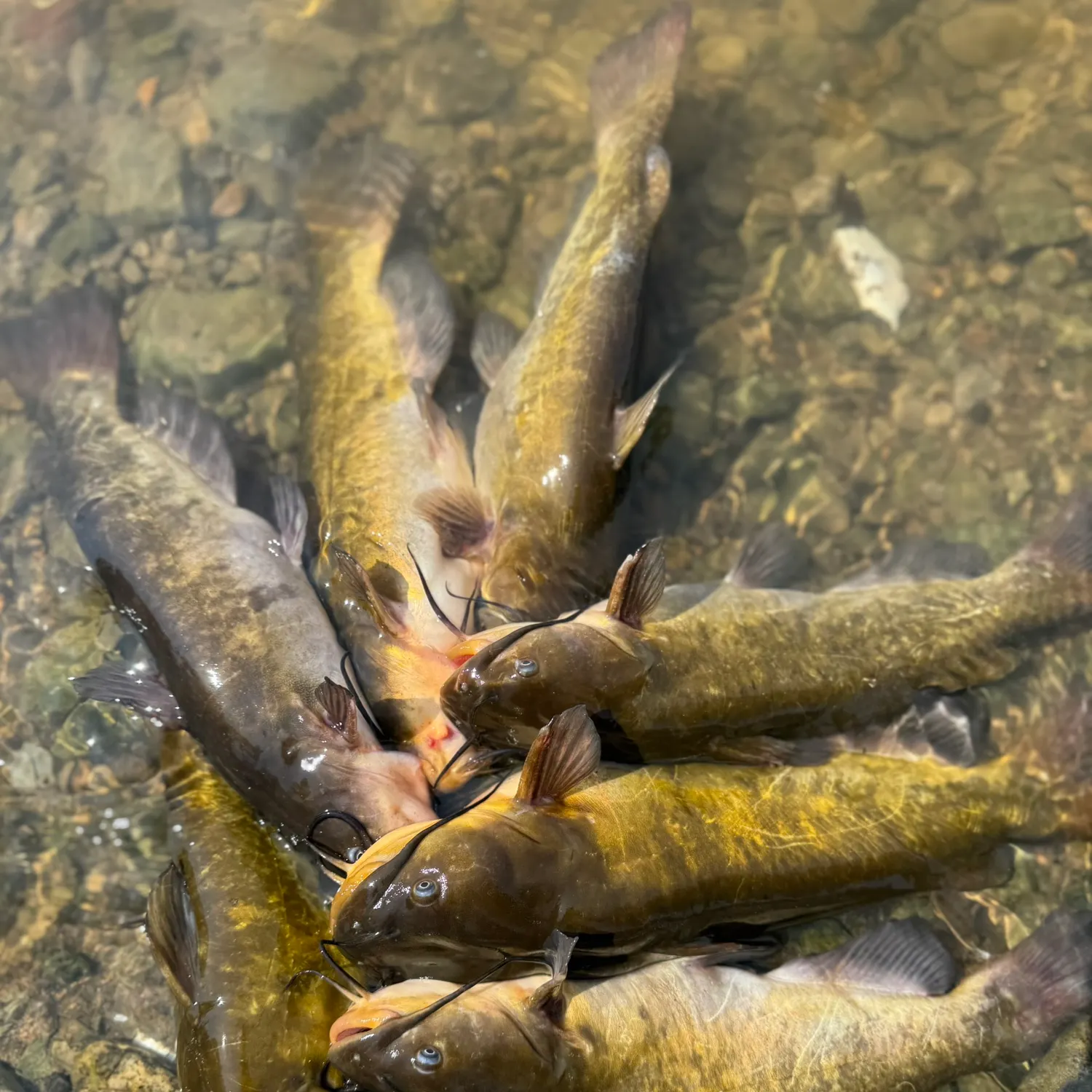 recently logged catches