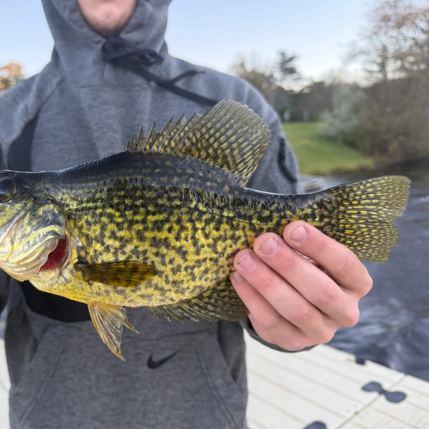 Black crappie caught on Fishbrain