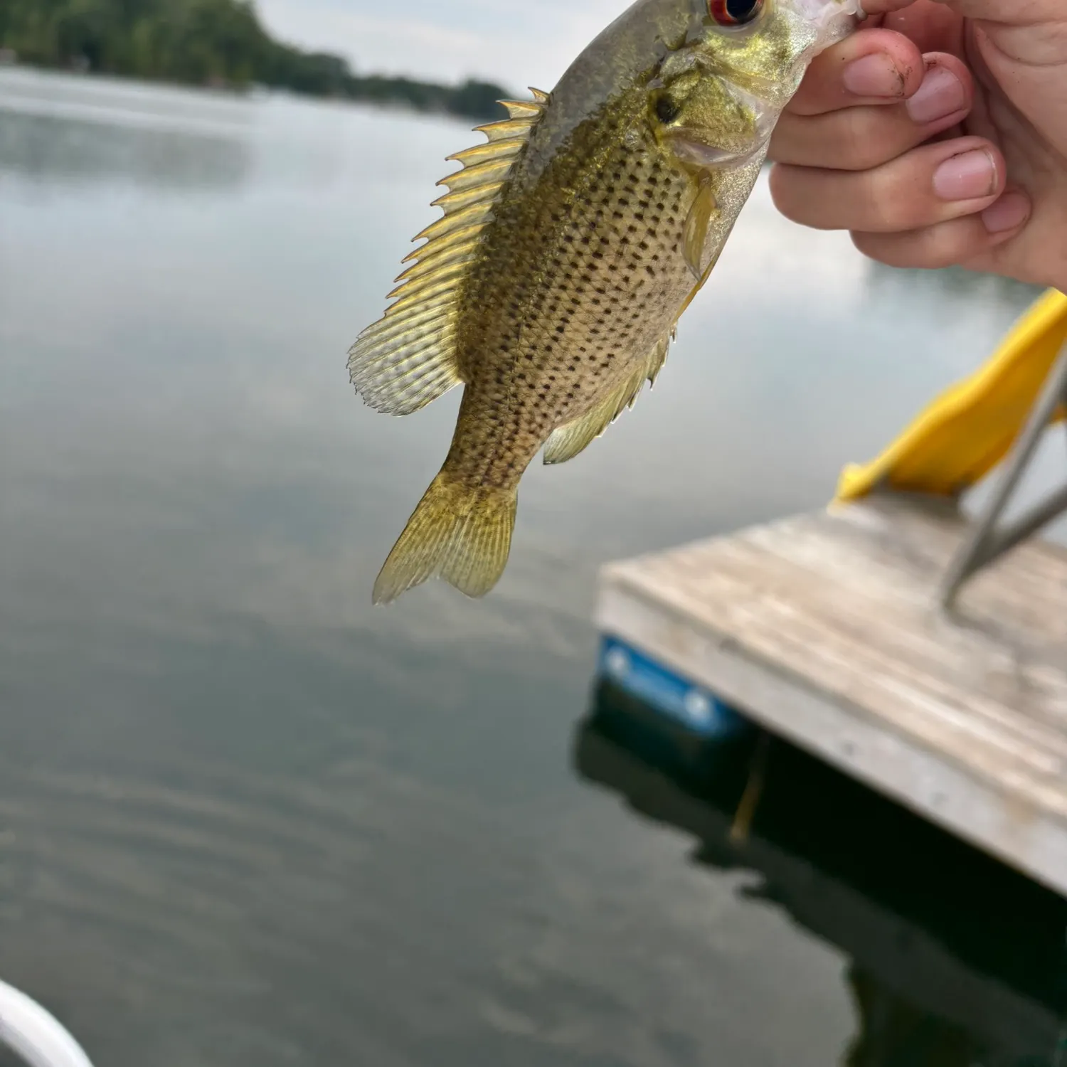 Rock bass caught on Fishbrain