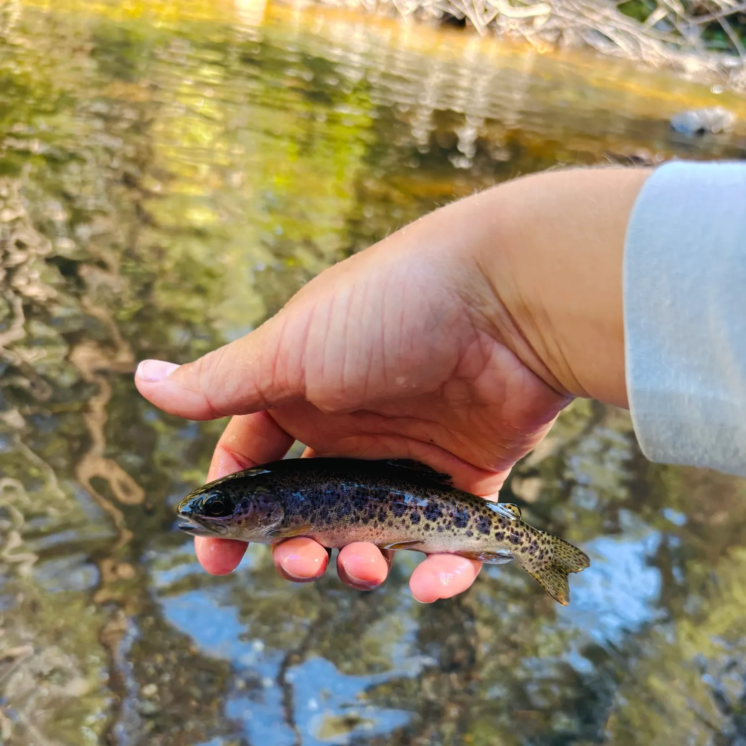 Rainbow trout caught on Fishbrain