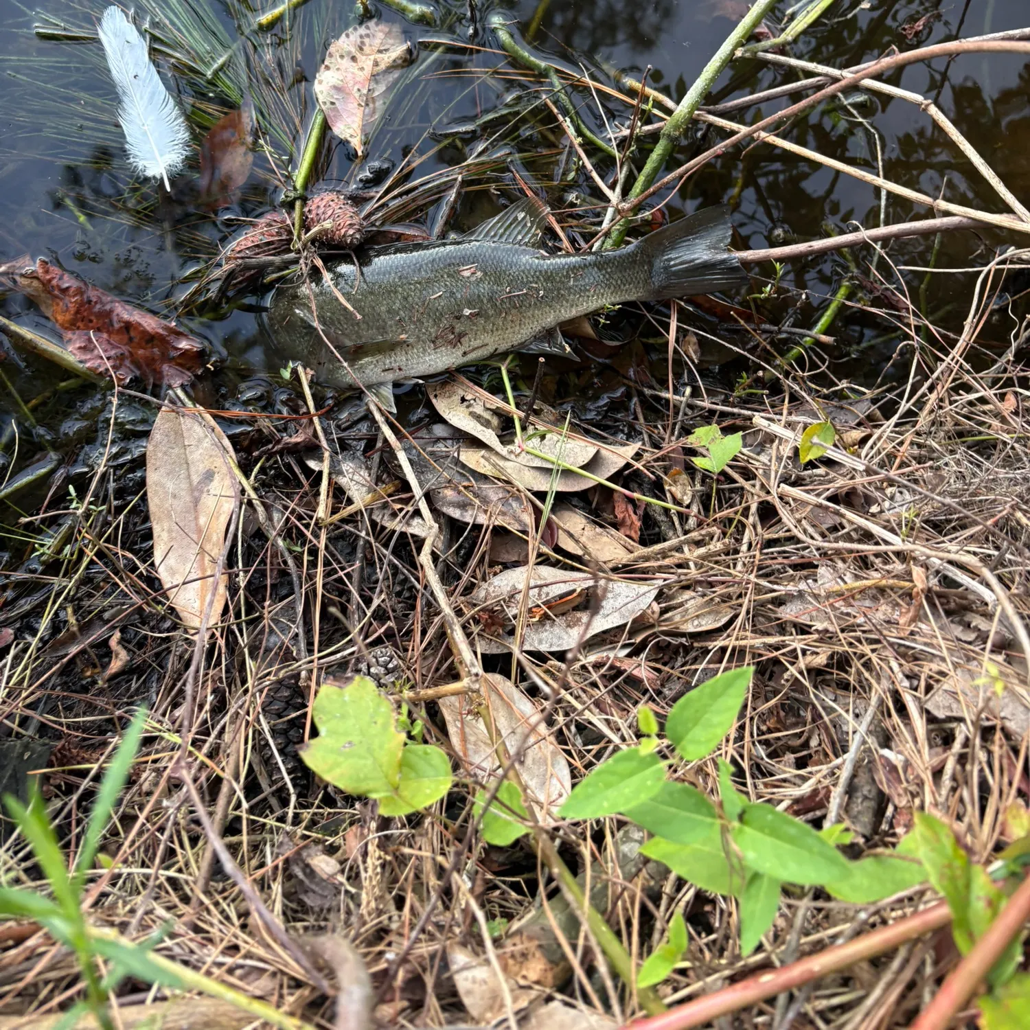 Largemouth bass caught on Fishbrain
