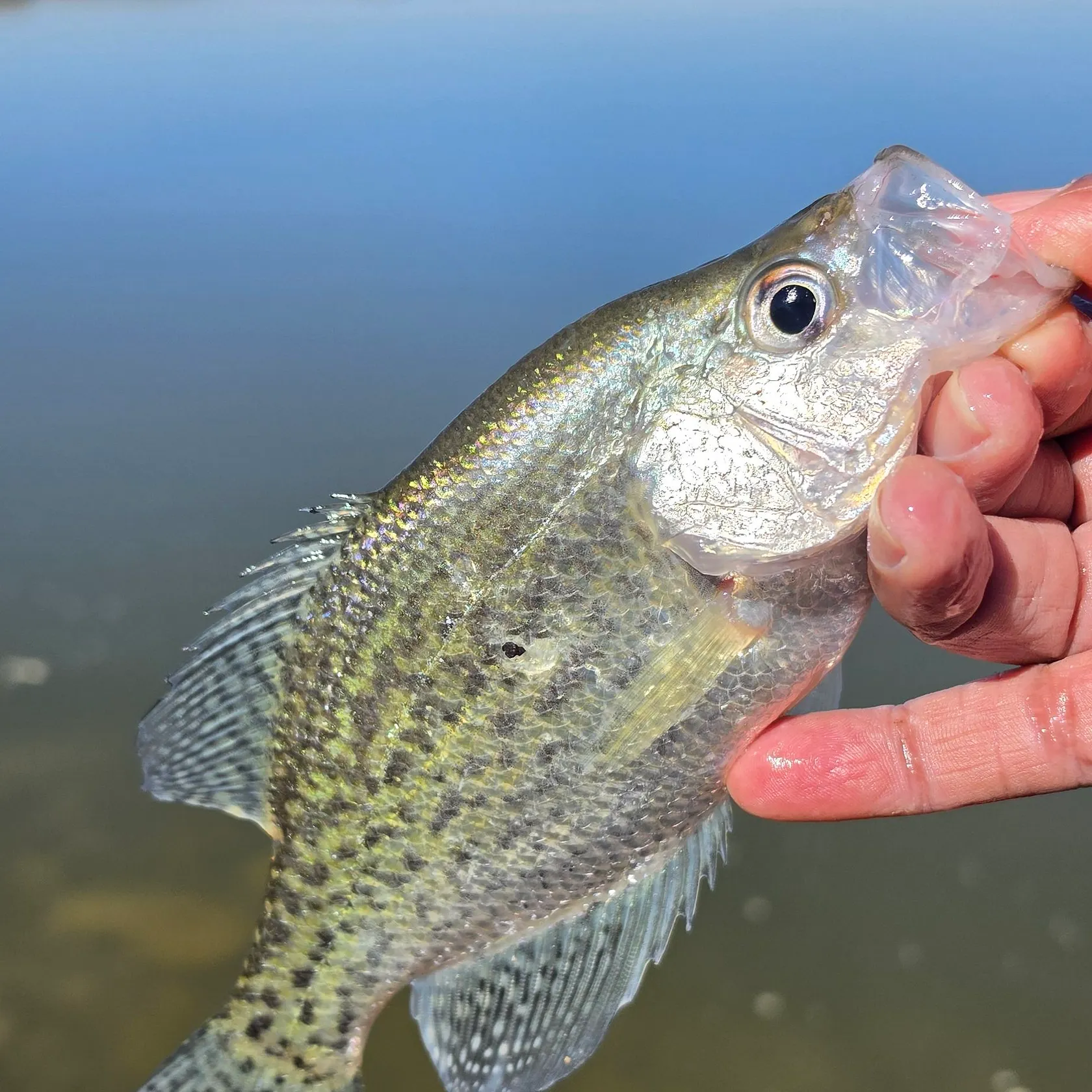 Black crappie caught on Fishbrain
