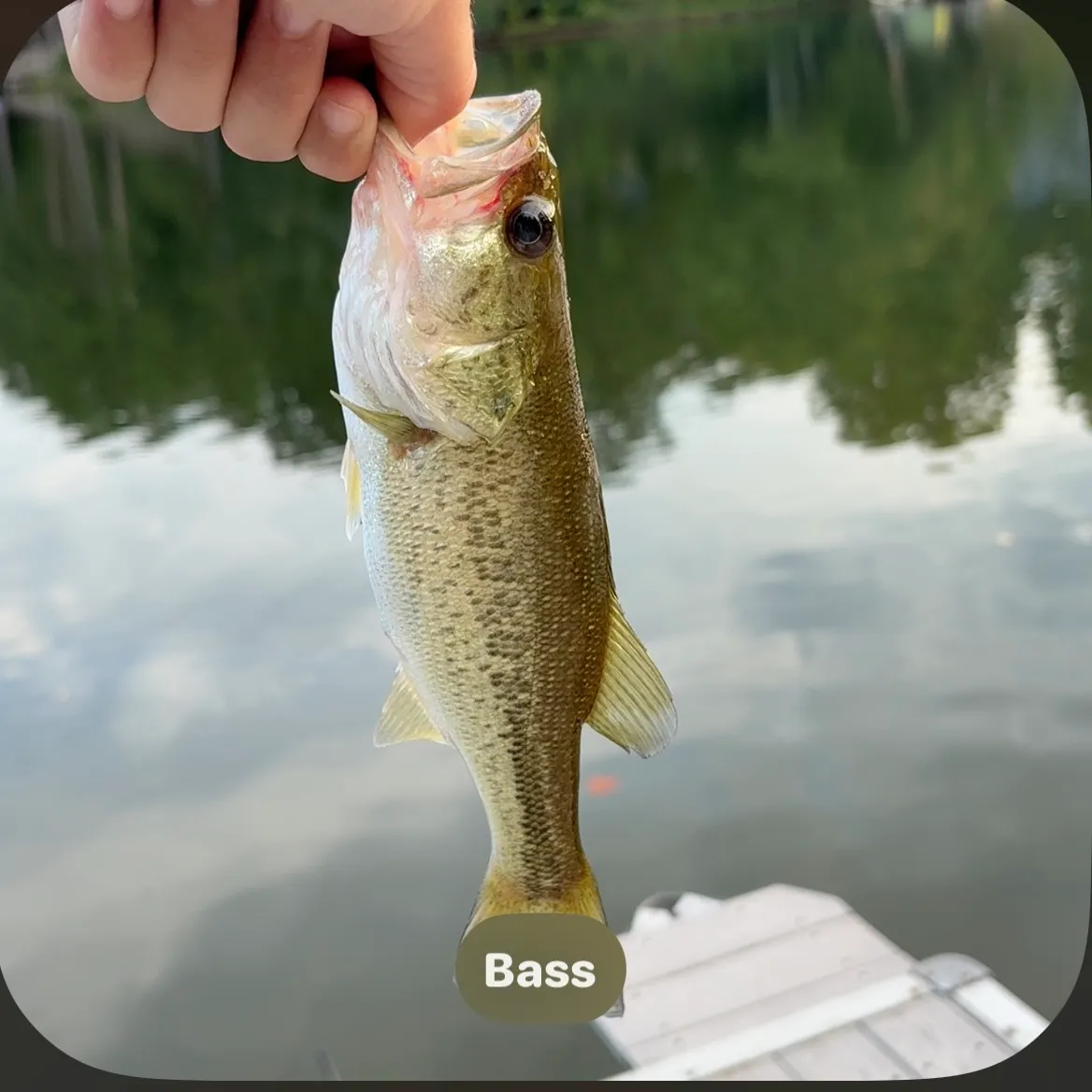 Largemouth bass caught on Fishbrain