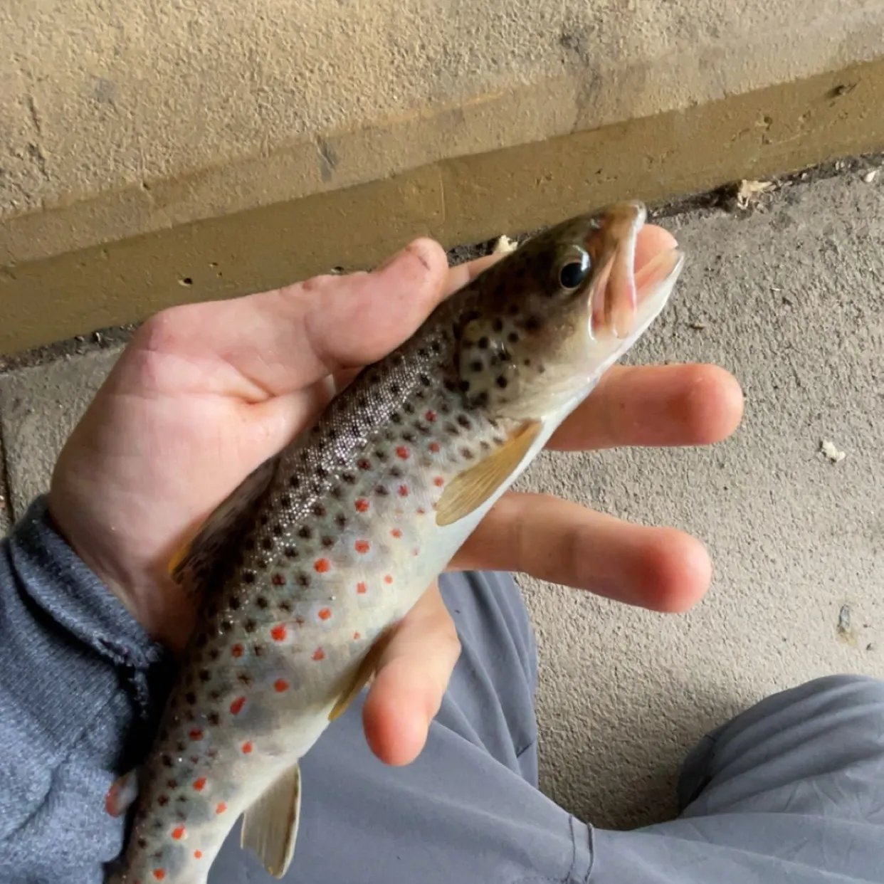 Lake trout caught on Fishbrain