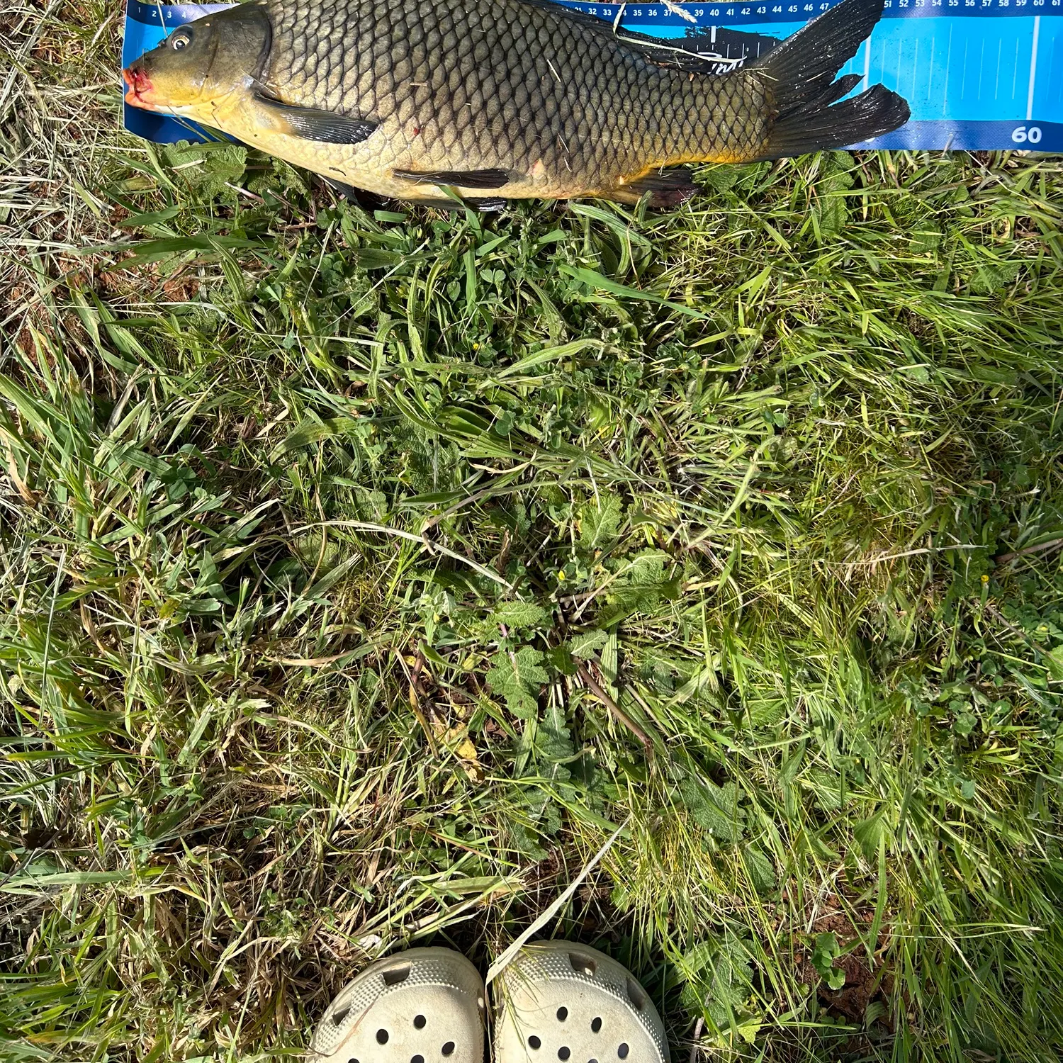 Common carp caught on Fishbrain