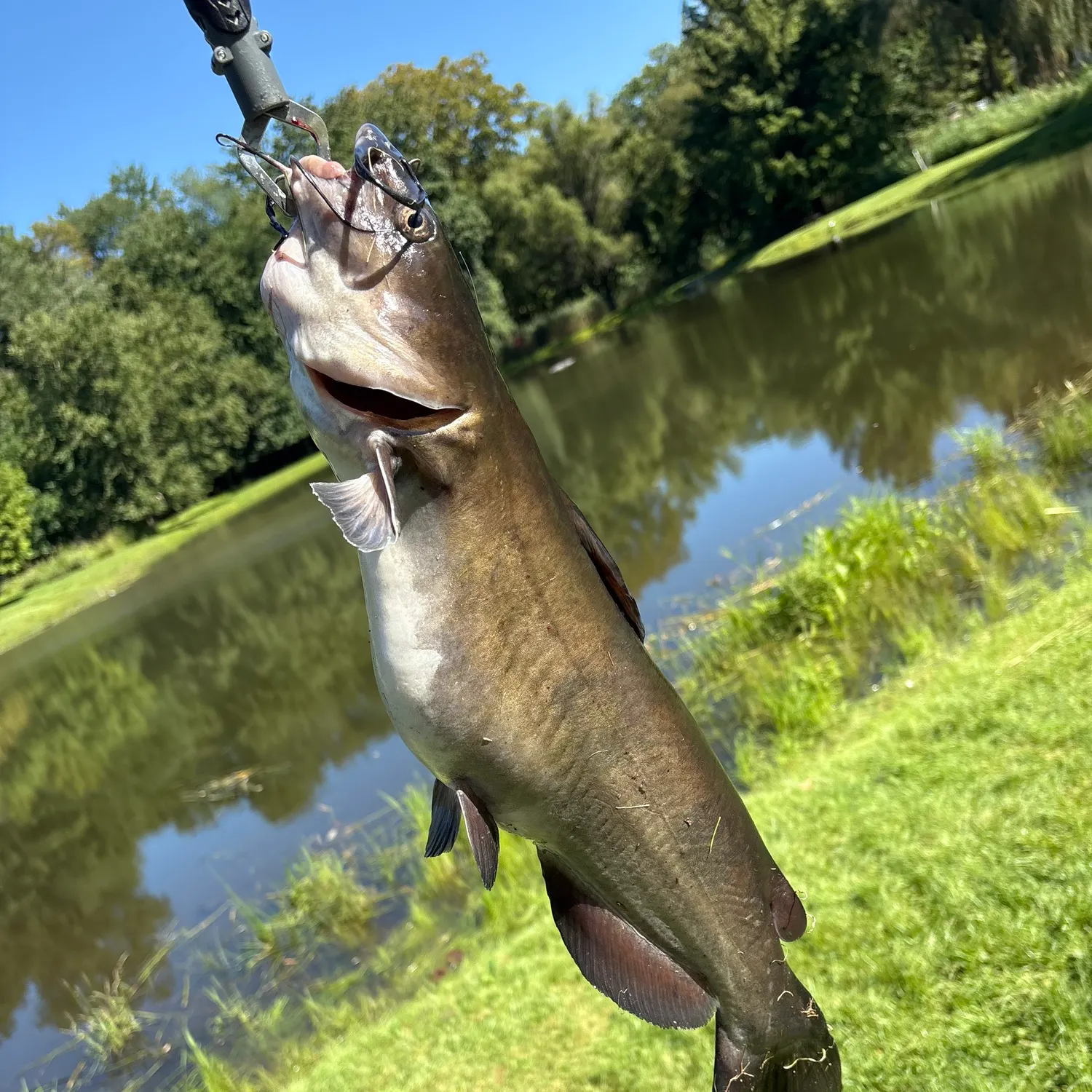 Channel catfish caught on Fishbrain