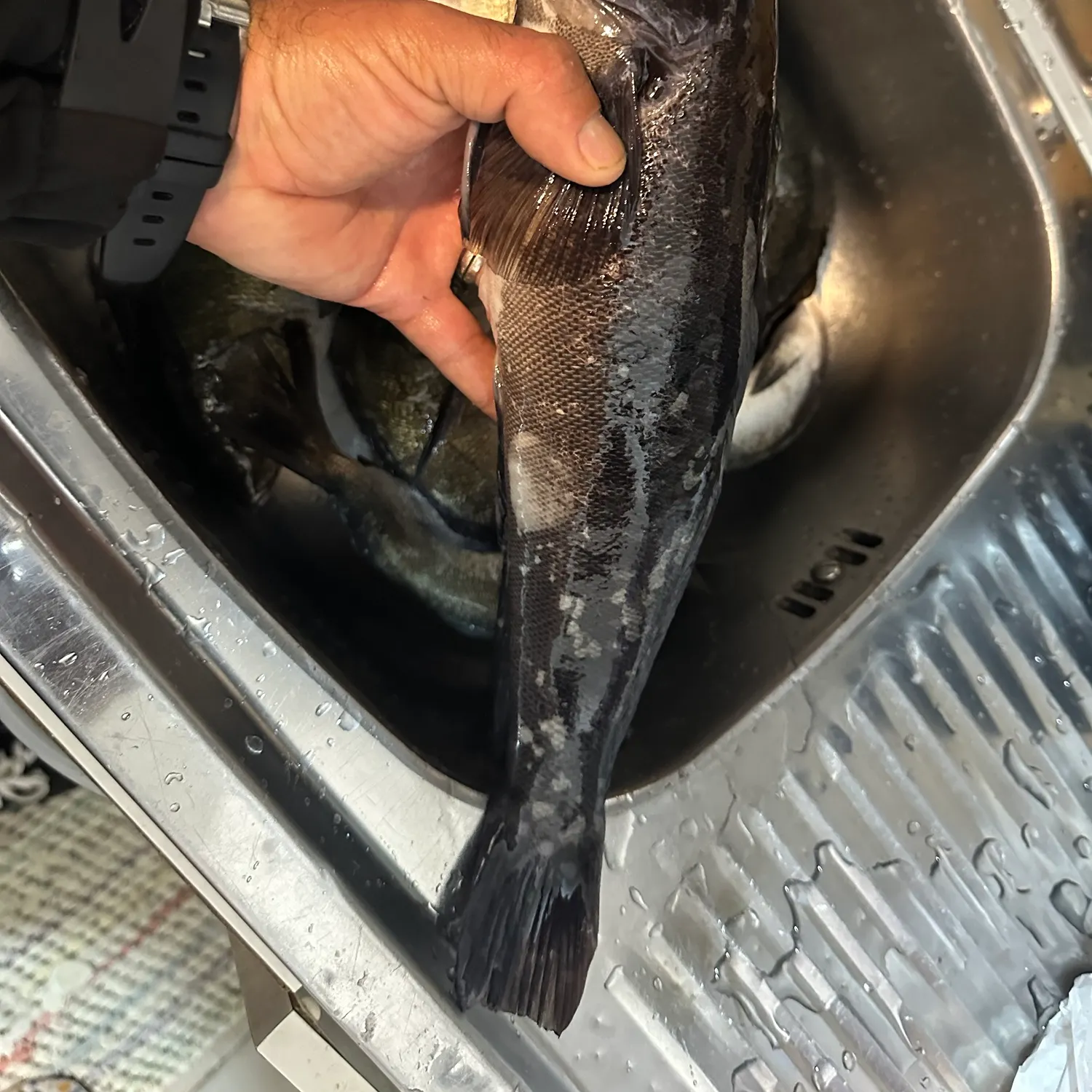 Namorado sandperch caught on Fishbrain