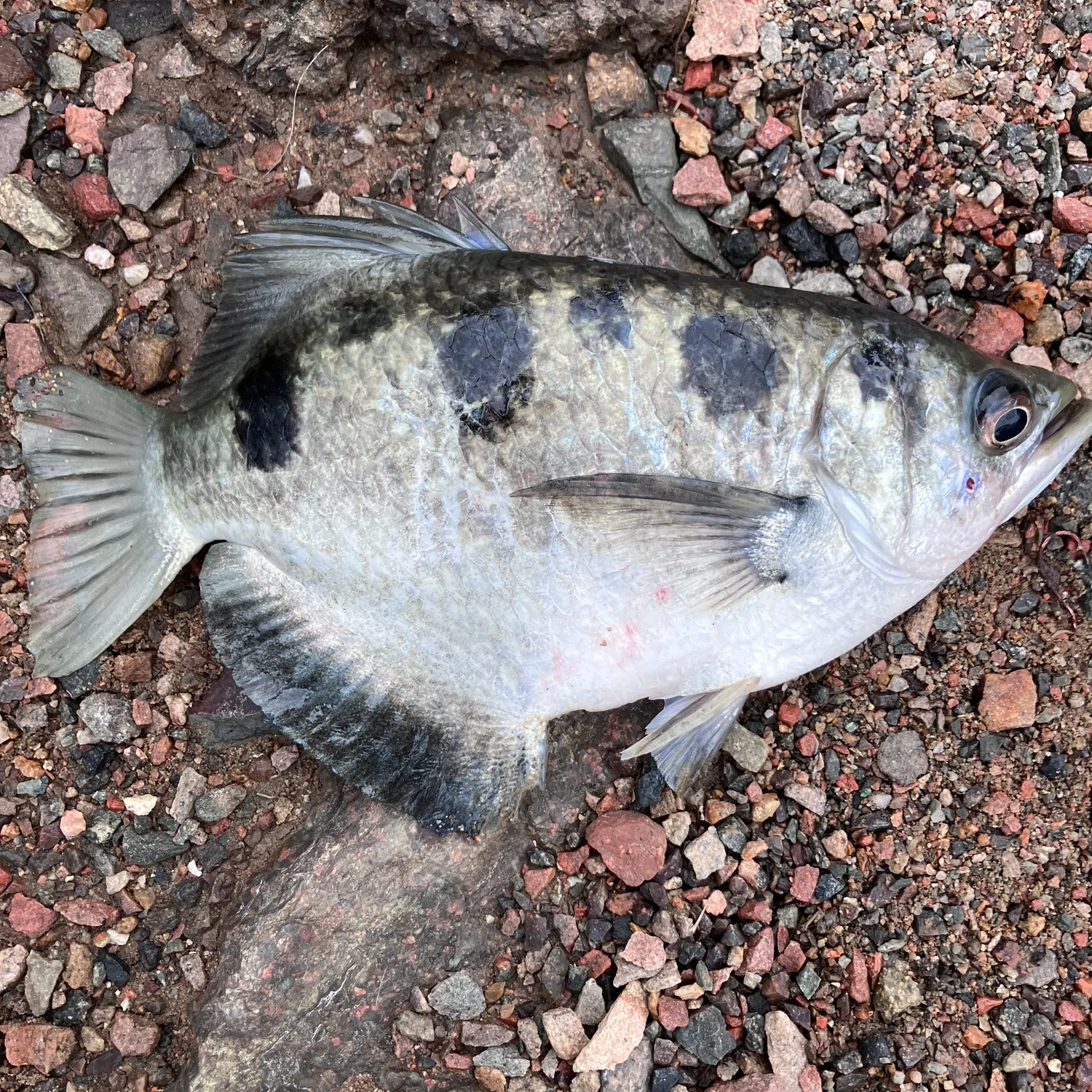 The most recent Spotted archerfish catches on Fishbrain