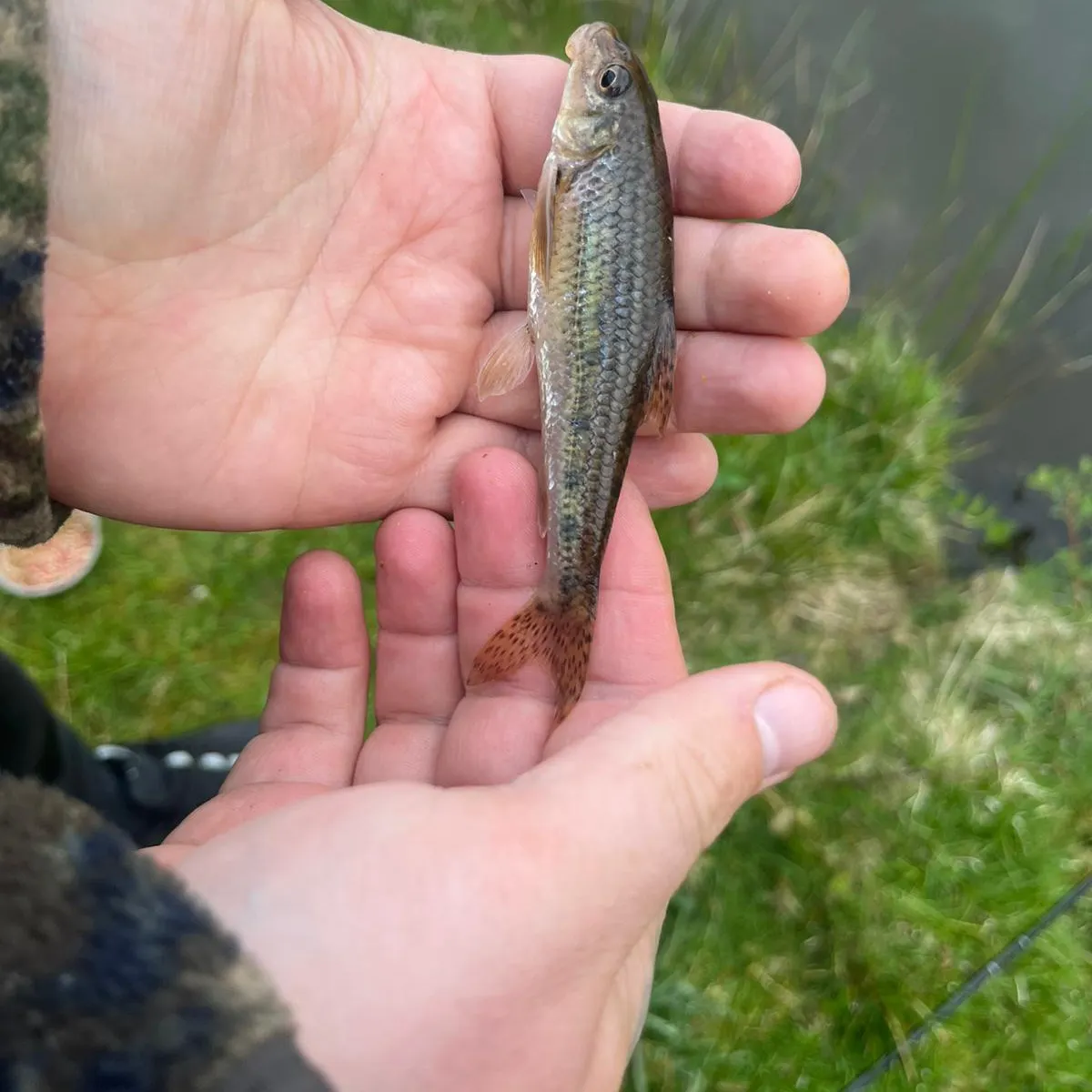 The most recent Gudgeon catches on Fishbrain