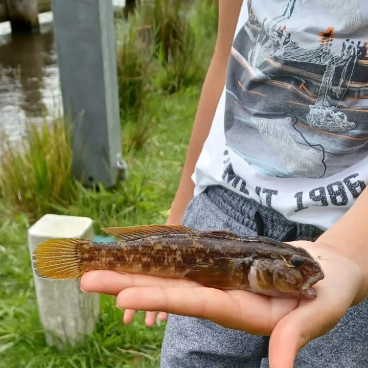 The most recent Round goby catches on Fishbrain