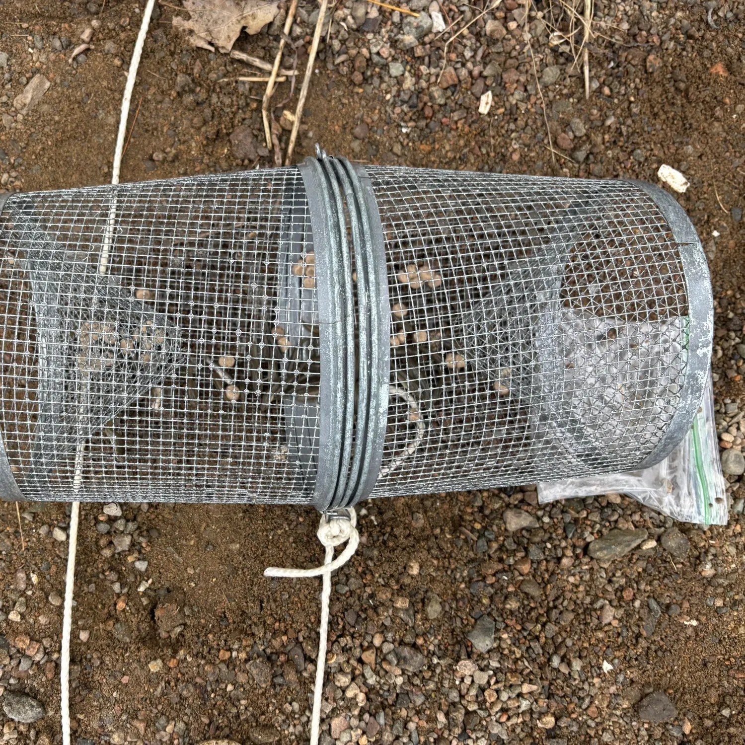 The most recent Bullhead minnow catches on Fishbrain