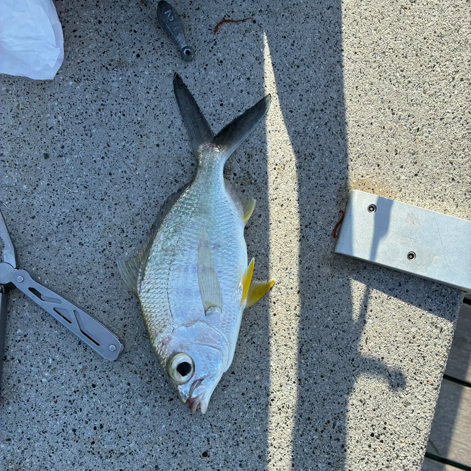 The most recent Yellowfin mojarra catches on Fishbrain
