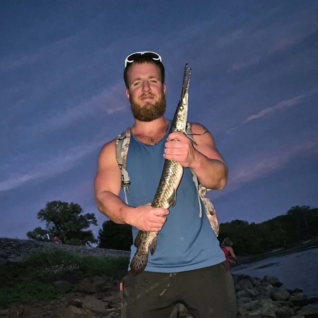 Spotted gar caught on Fishbrain