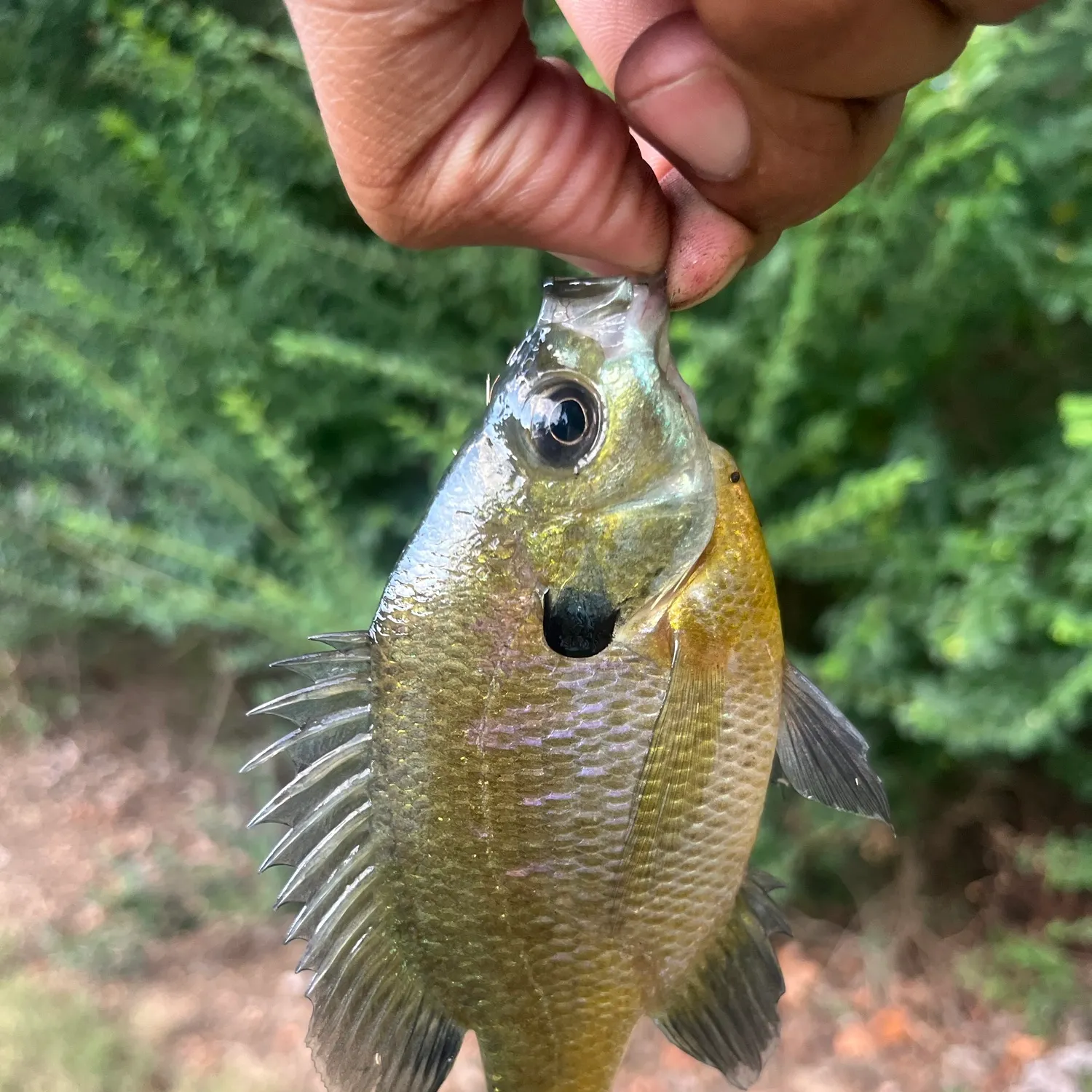 Bluegill caught on Fishbrain