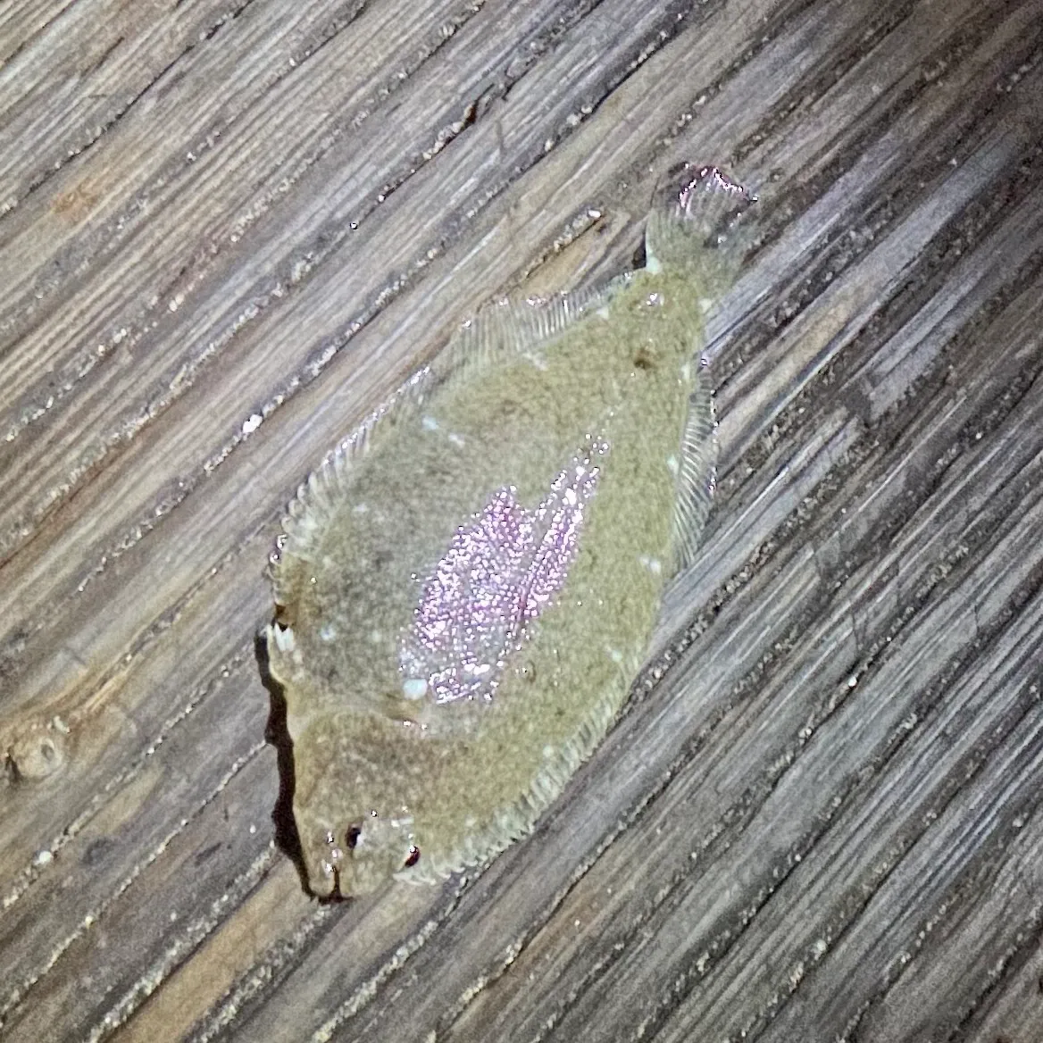 The most recent Speckled sanddab catches on Fishbrain