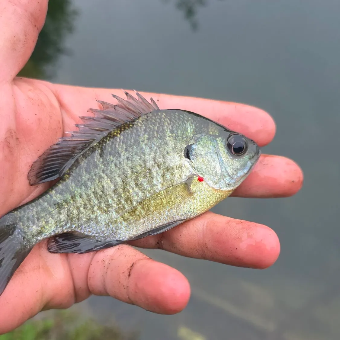 Bluegill caught on Fishbrain