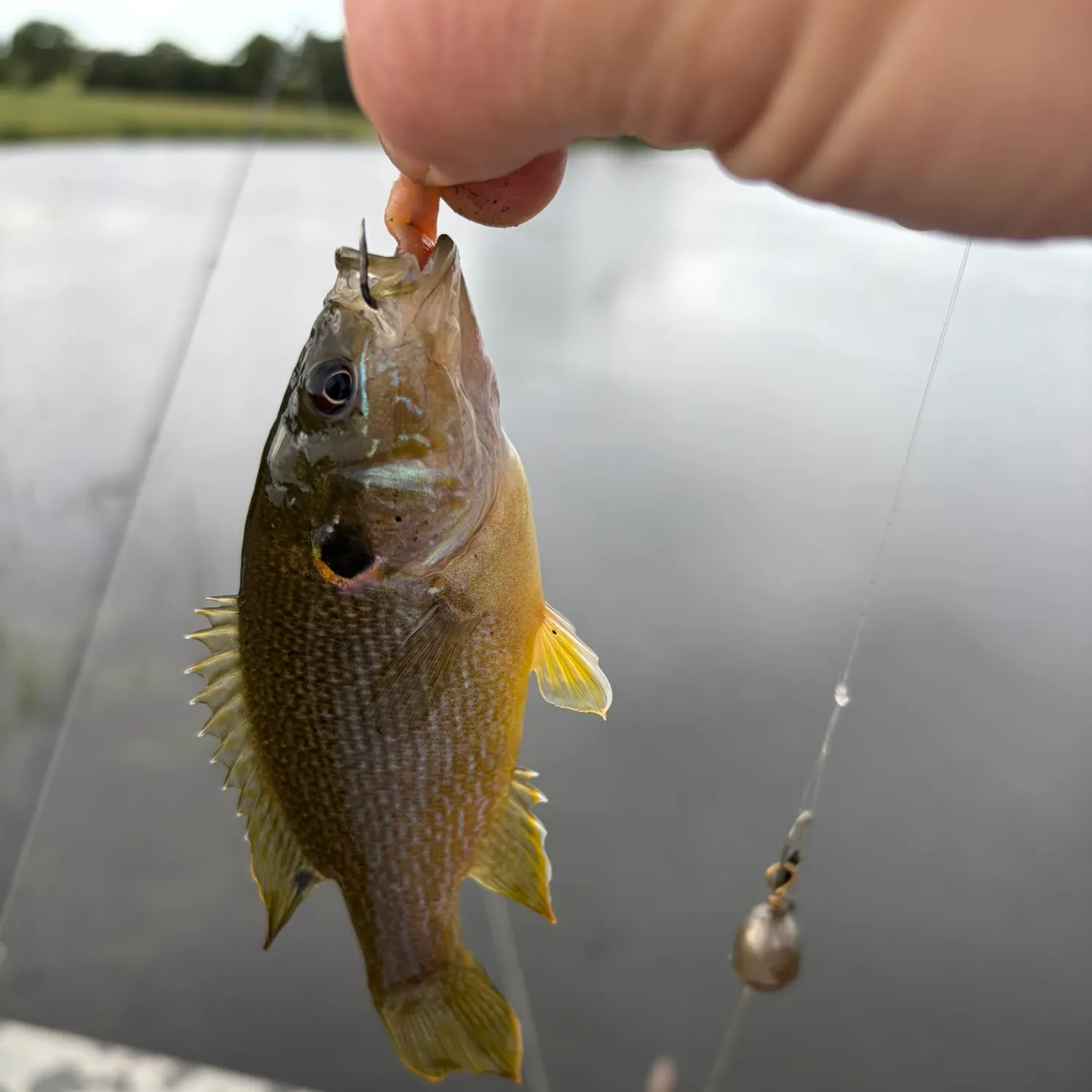 Green sunfish caught on Fishbrain