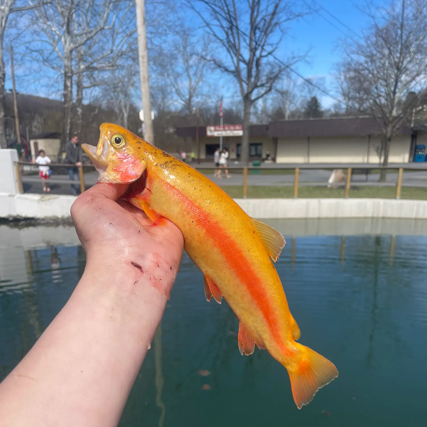 The most recent Golden rainbow trout catches on Fishbrain