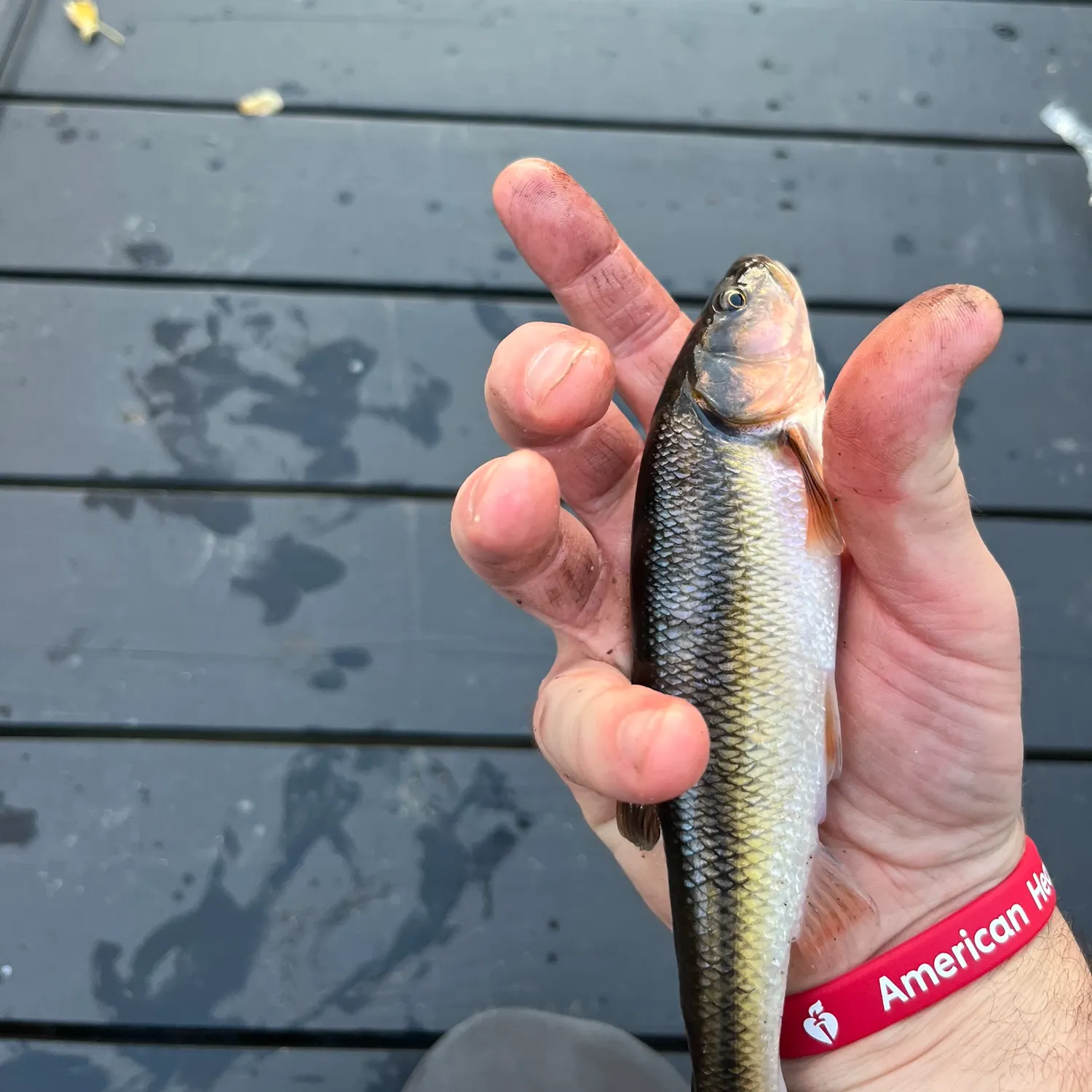 Creek chub caught on Fishbrain