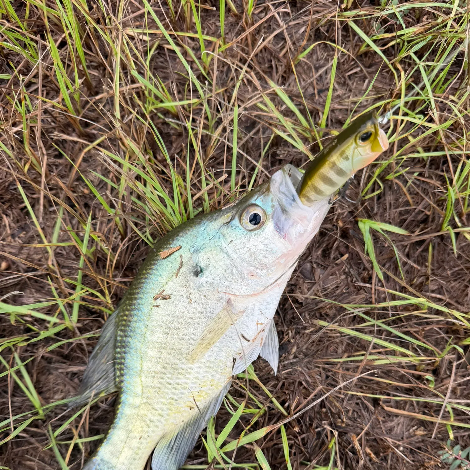 White crappie caught on Fishbrain