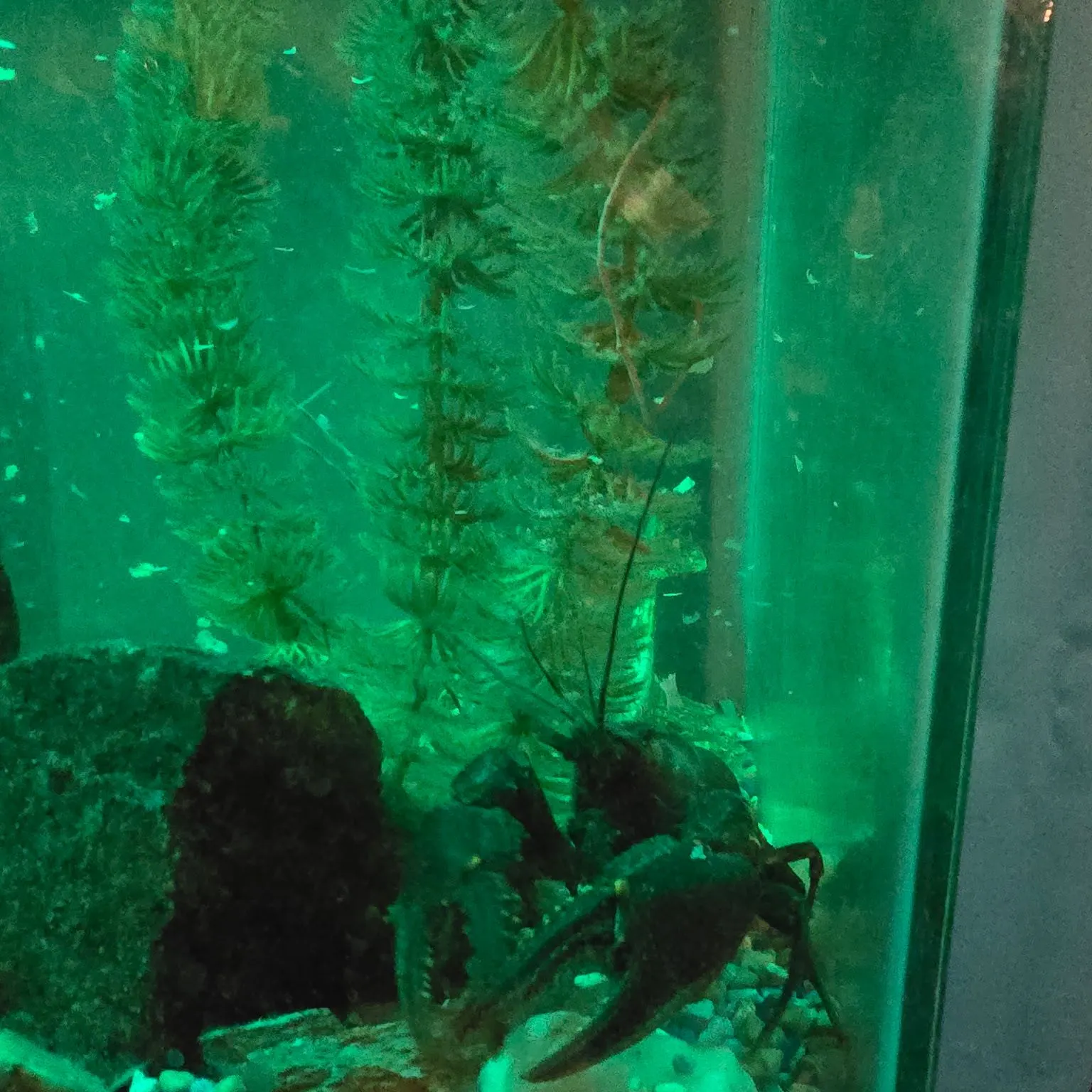 The most recent Virile crayfish catches on Fishbrain