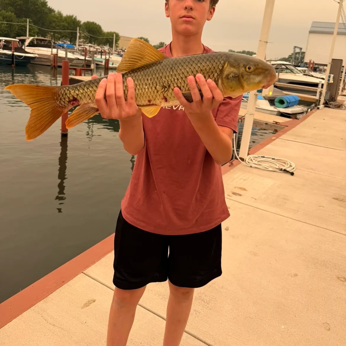 The most recent Greater redhorse catches on Fishbrain