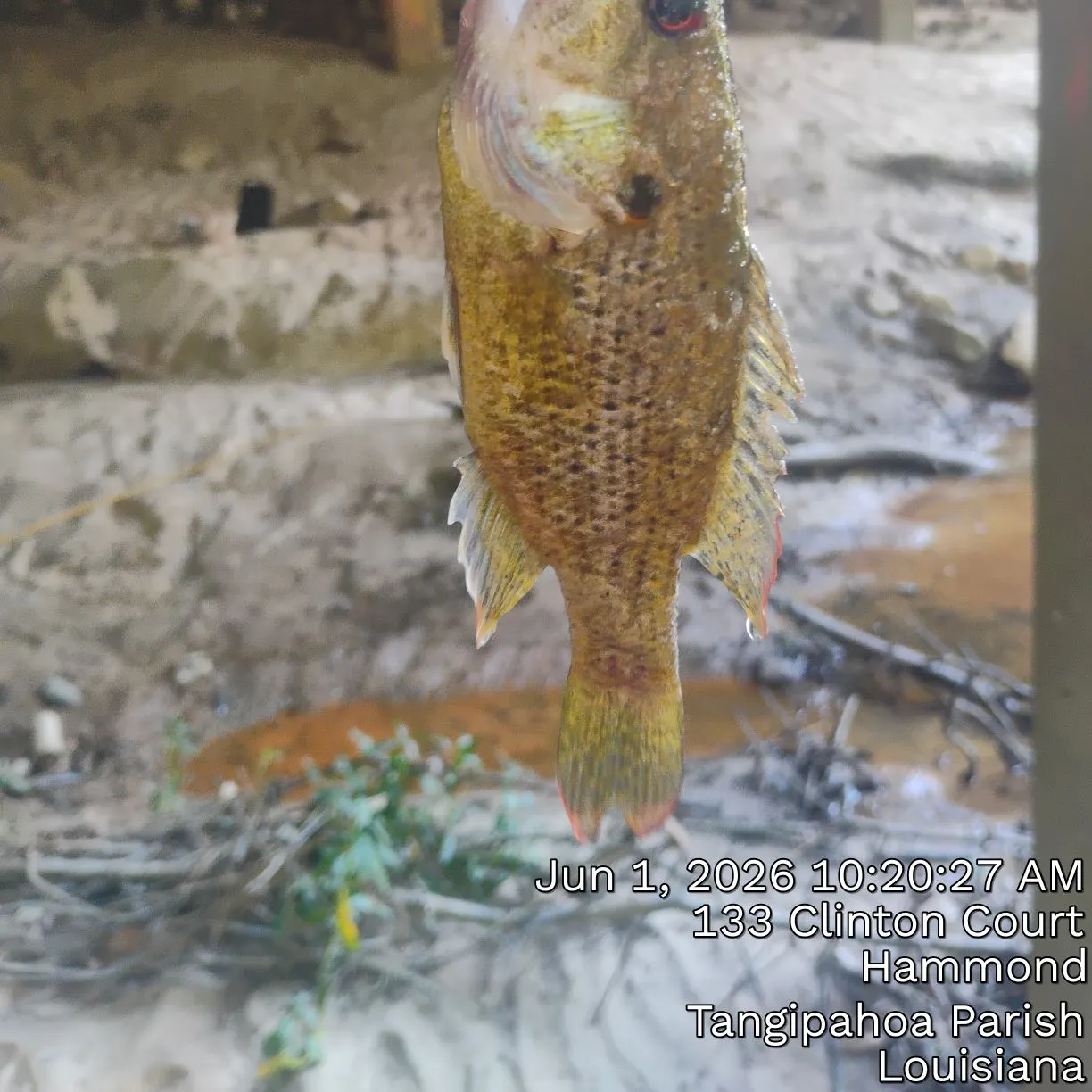 recently logged catches